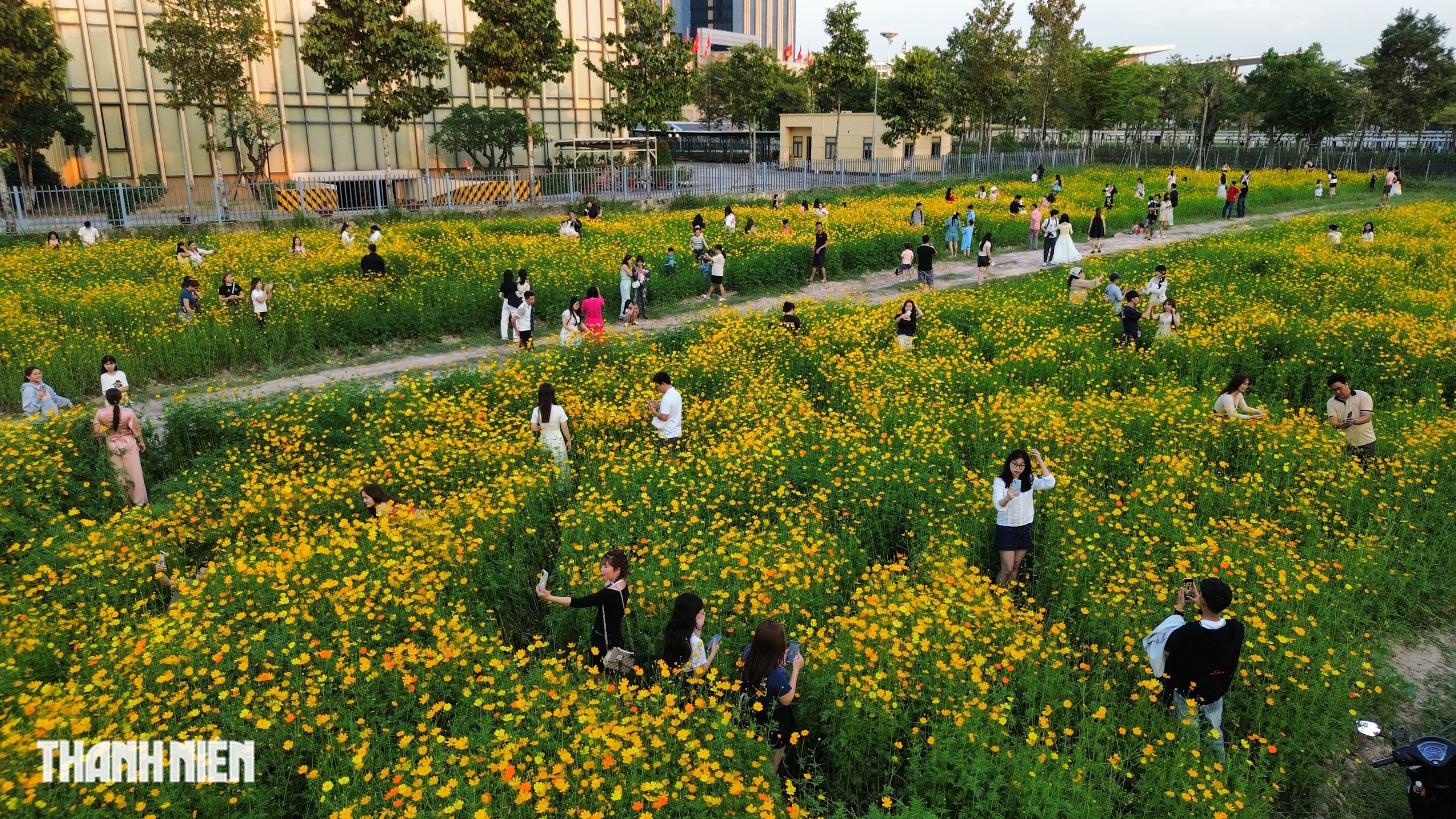 Hoa sao nh&aacute;i v&agrave;ng rực ở TP.HCM: C&oacute; g&igrave; khiến giới trẻ đổ x&ocirc; đi check-in? - Ảnh 3.