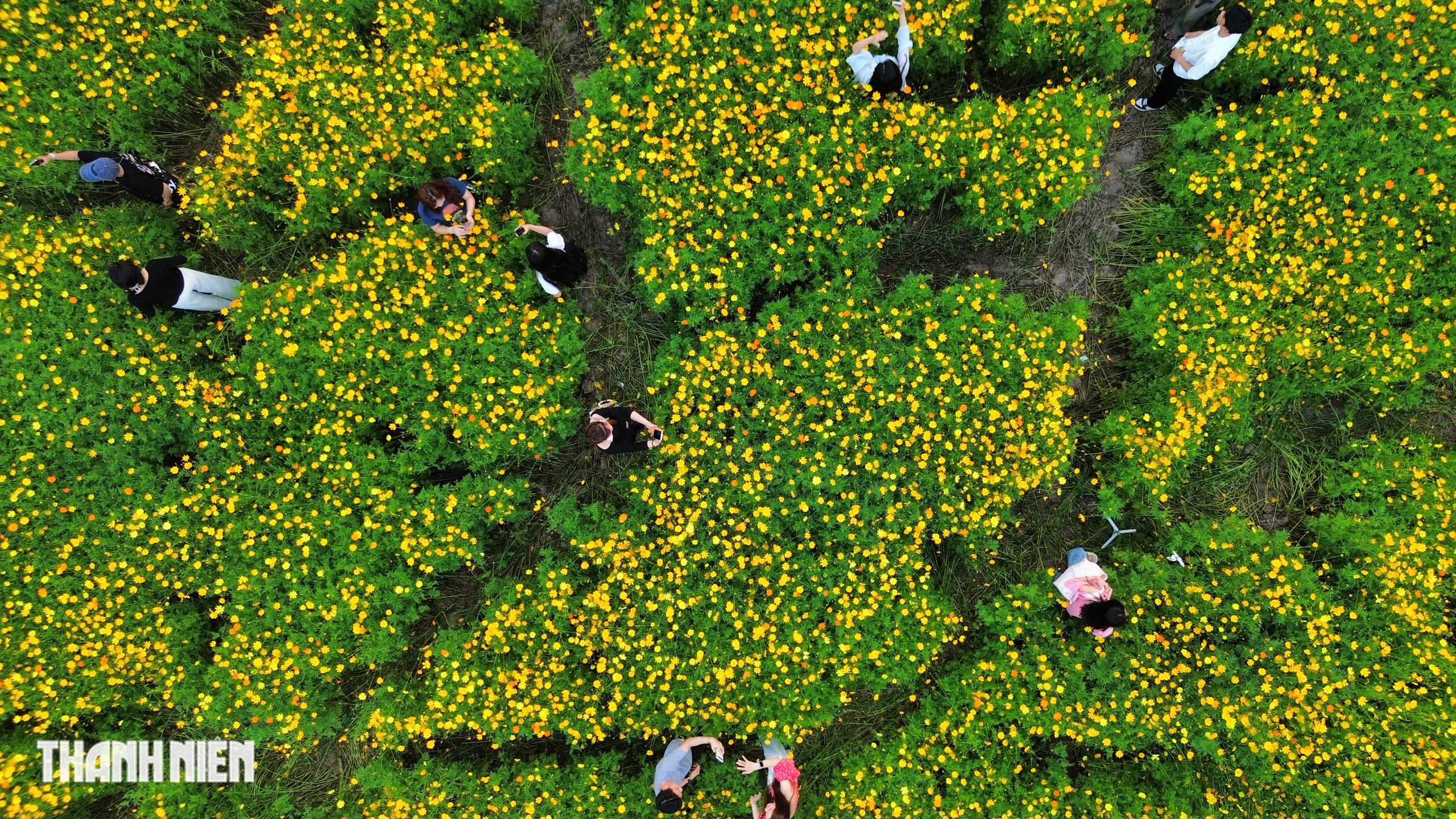 Hoa sao nh&aacute;i v&agrave;ng rực ở TP.HCM: C&oacute; g&igrave; khiến giới trẻ đổ x&ocirc; đi check-in? - Ảnh 7.