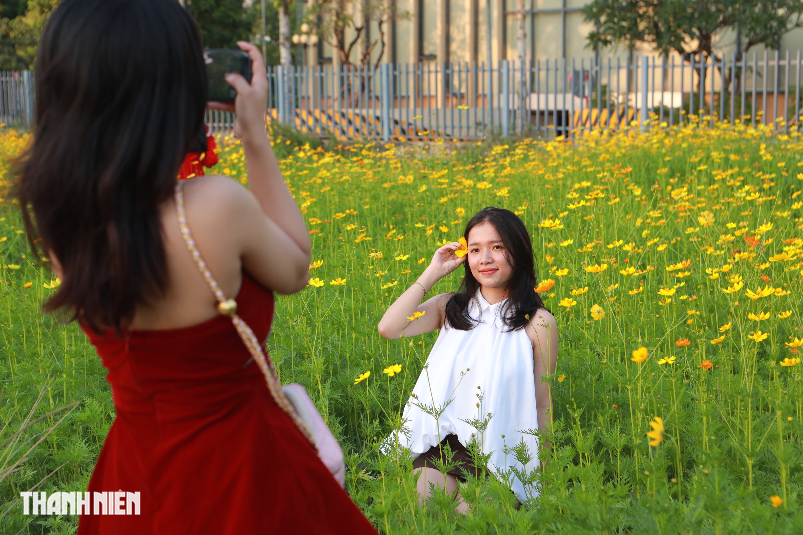 Hoa sao nh&aacute;i v&agrave;ng rực ở TP.HCM: C&oacute; g&igrave; khiến giới trẻ đổ x&ocirc; đi check-in? - Ảnh 4.