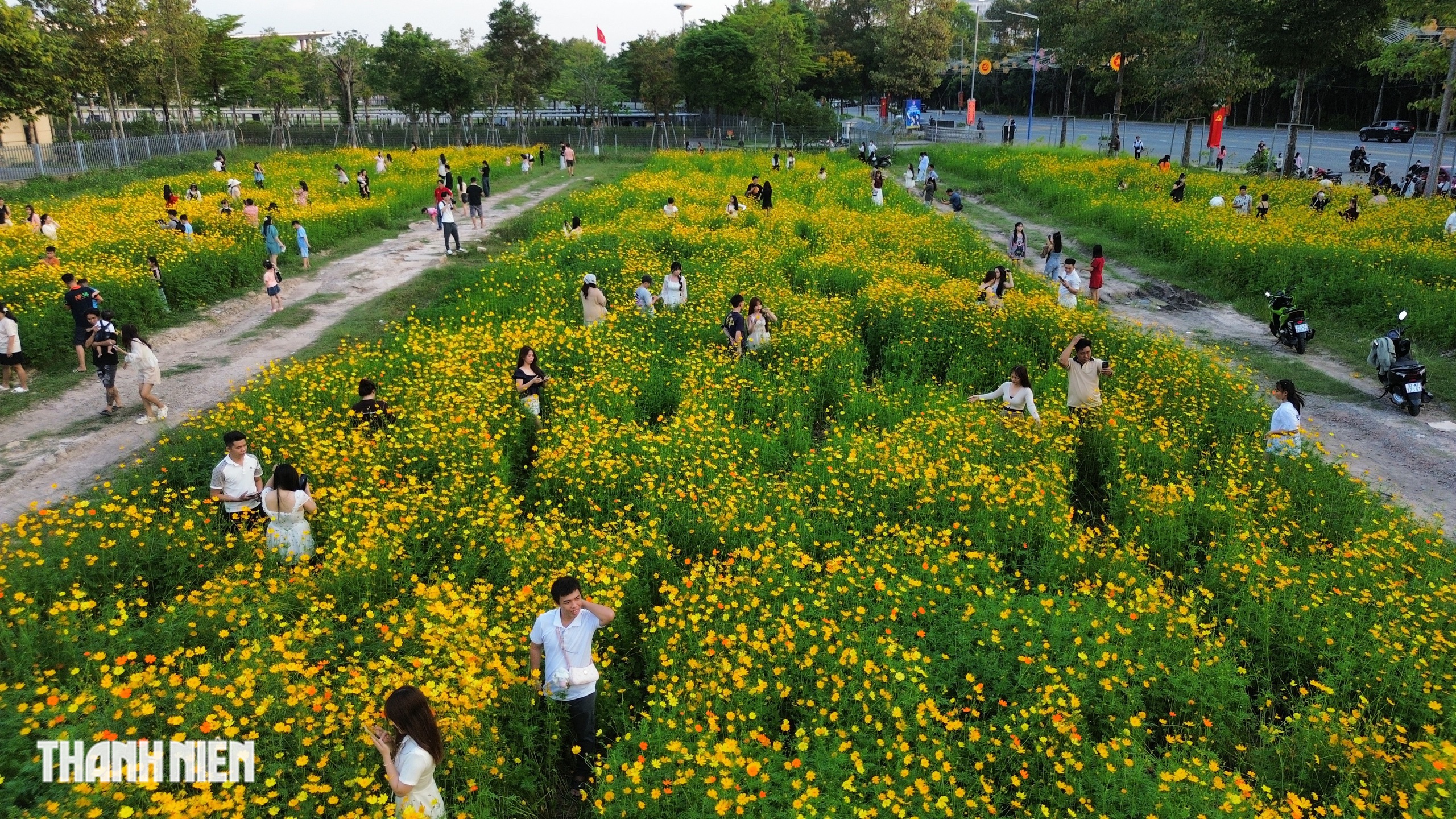 Hoa sao nh&aacute;i v&agrave;ng rực ở TP.HCM: C&oacute; g&igrave; khiến giới trẻ đổ x&ocirc; đi check-in? - Ảnh 10.