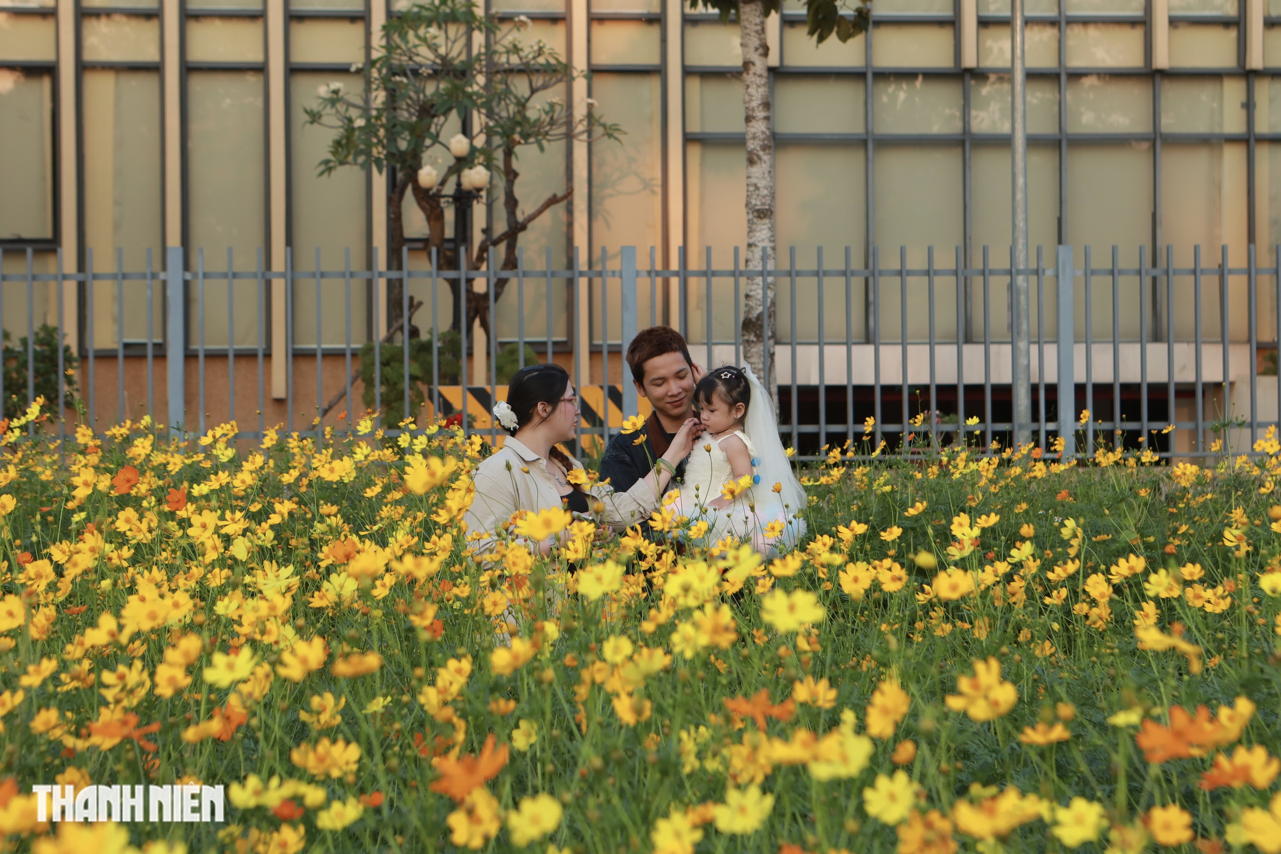 Hoa sao nh&aacute;i v&agrave;ng rực ở TP.HCM: C&oacute; g&igrave; khiến giới trẻ đổ x&ocirc; đi check-in? - Ảnh 8.