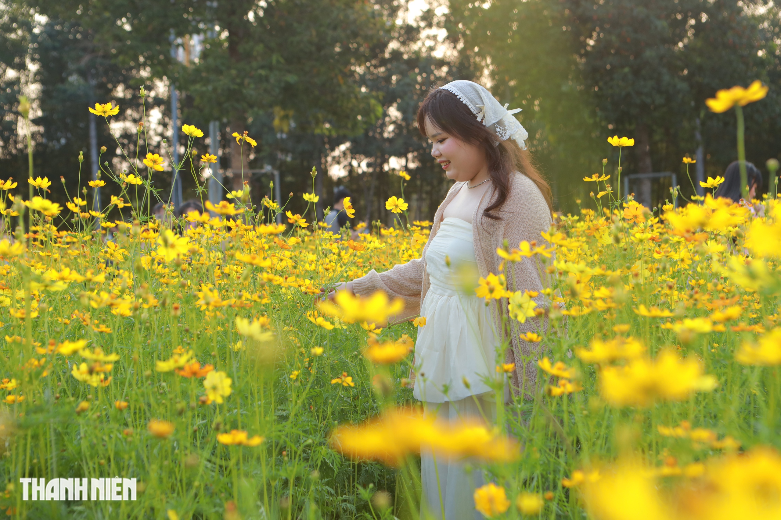 Hoa sao nh&aacute;i v&agrave;ng rực ở TP.HCM: C&oacute; g&igrave; khiến giới trẻ đổ x&ocirc; đi check-in? - Ảnh 1.