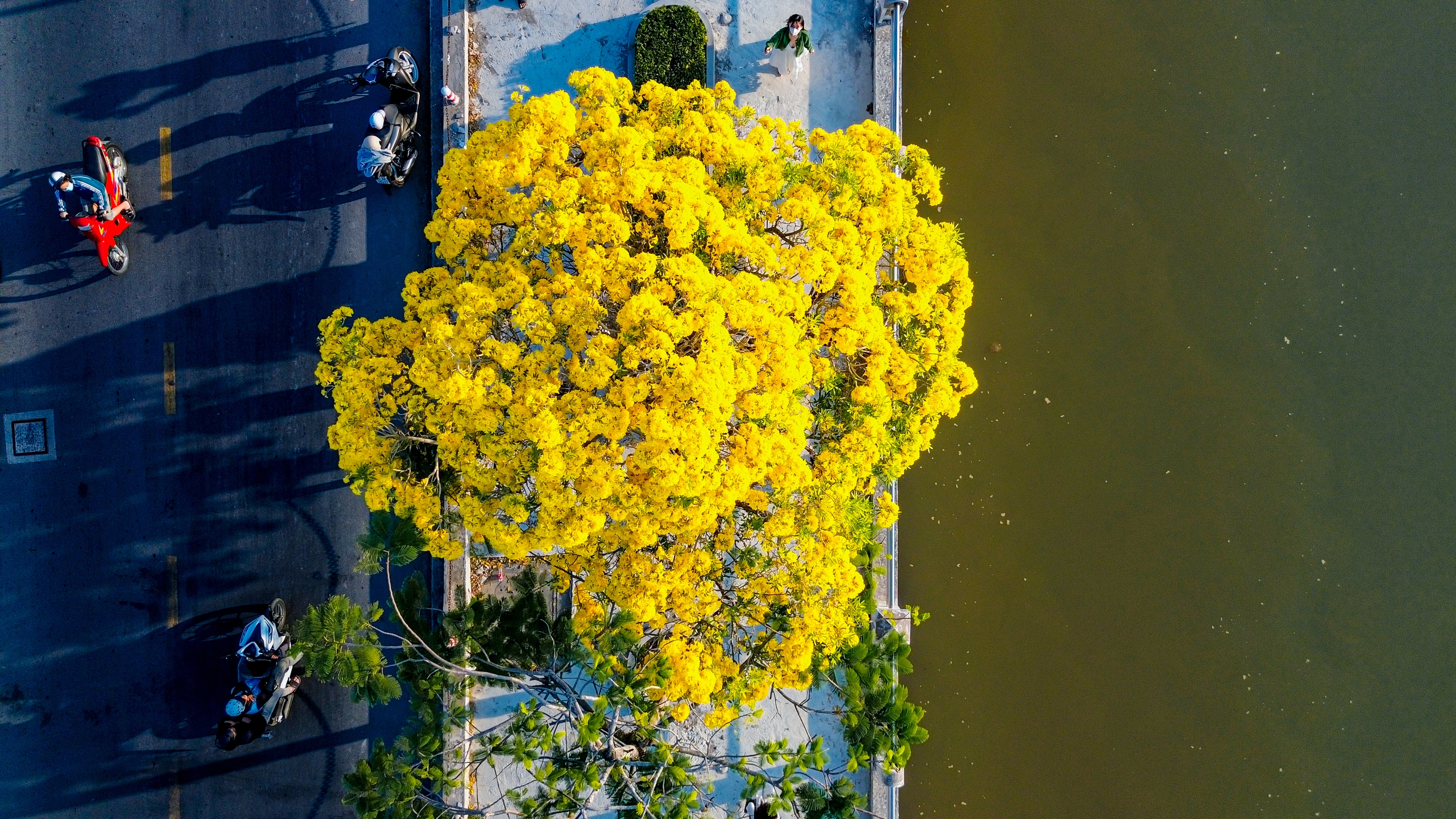 Đường hoa k&egrave;n v&agrave;ng rực rỡ b&ecirc;n d&ograve;ng Long B&igrave;nh thu h&uacute;t bạn trẻ check in - Ảnh 8.