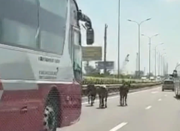 - Ảnh 2. - Ảnh 2.