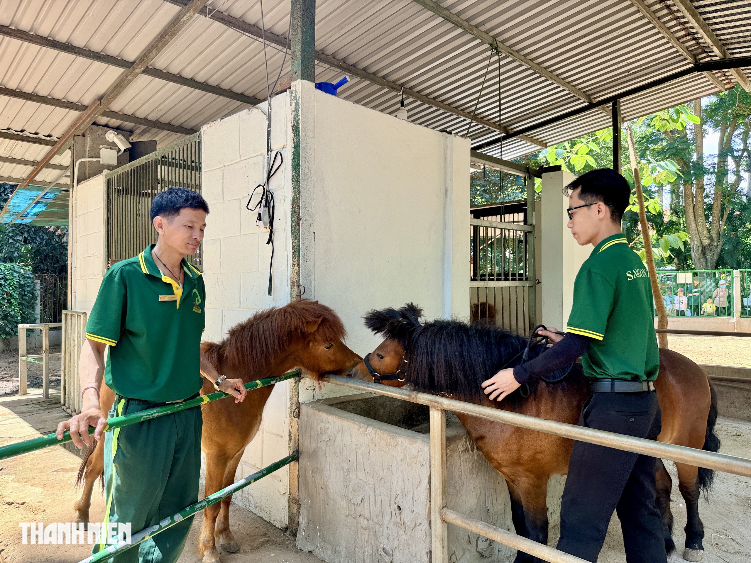 Ngựa lùn Ca Cao chào đời ở Thảo Cầm Viên Sài Gòn - Ảnh 8.