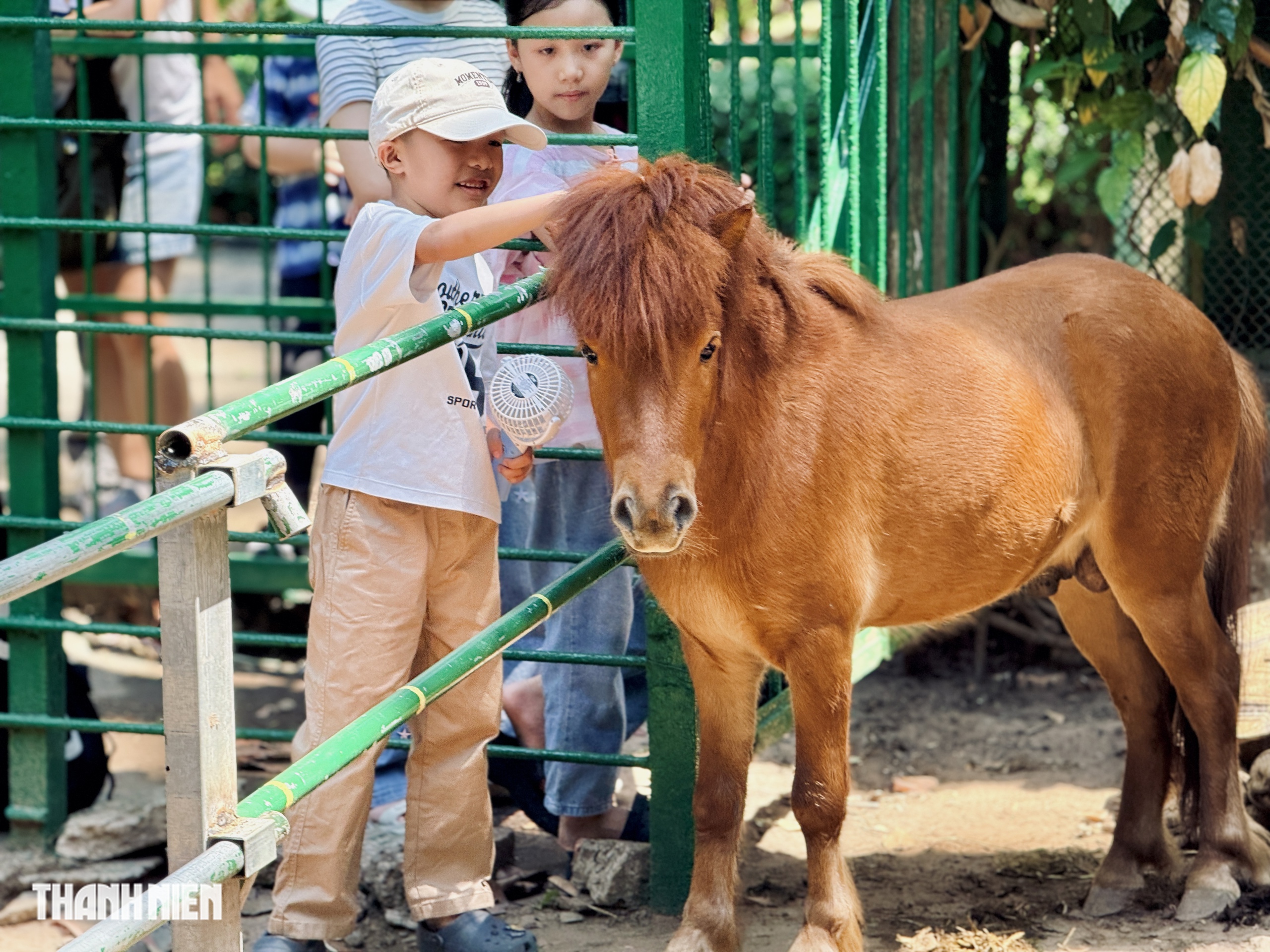 Ngựa lùn Ca Cao chào đời ở Thảo Cầm Viên Sài Gòn - Ảnh 7.