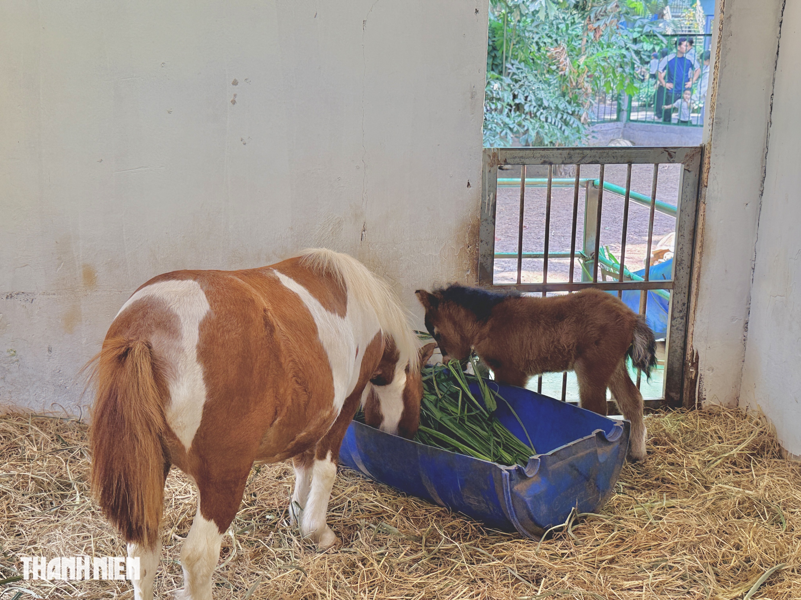 Ngựa lùn Ca Cao chào đời ở Thảo Cầm Viên Sài Gòn - Ảnh 3.