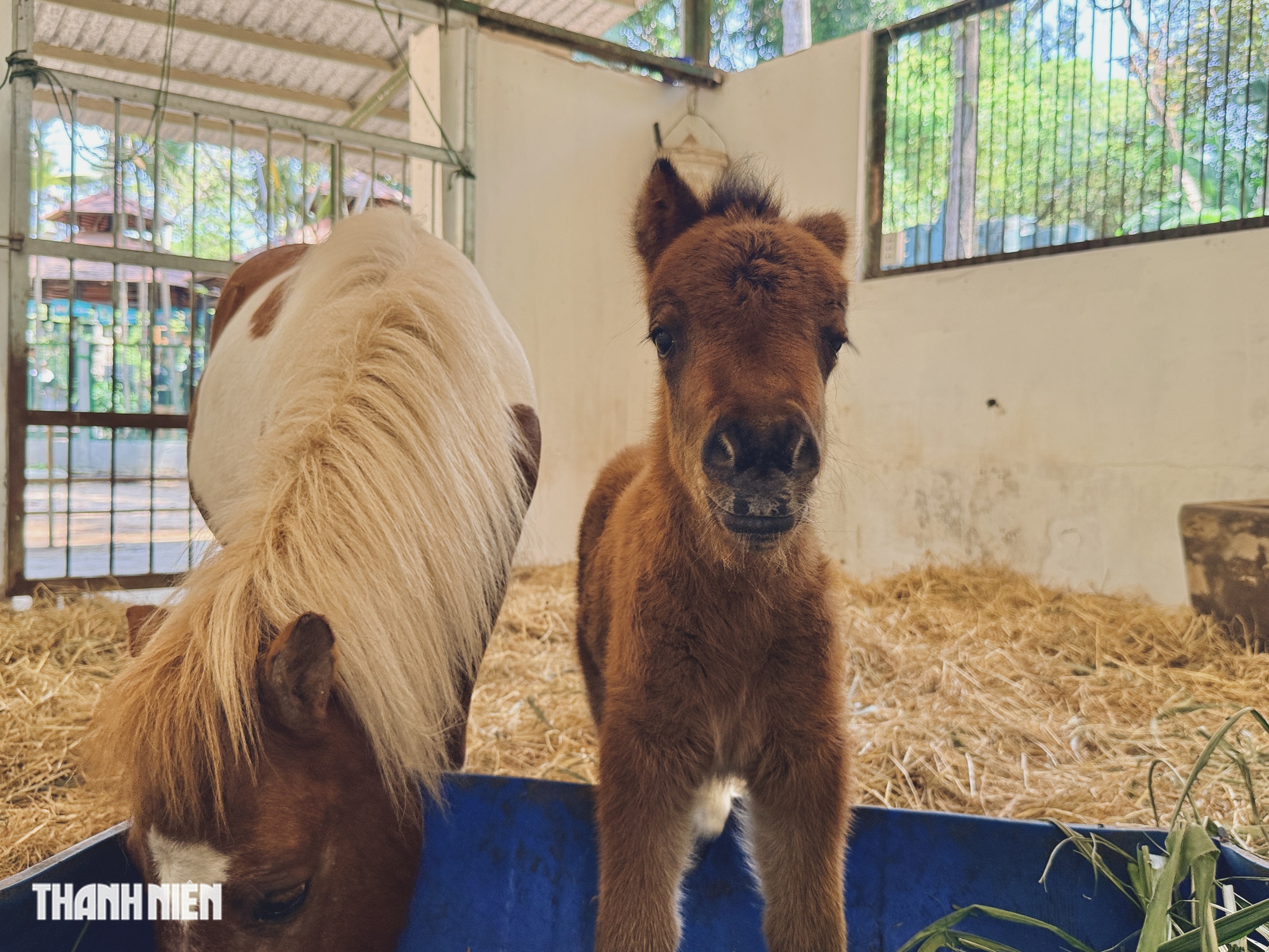Ngựa lùn Ca Cao chào đời ở Thảo Cầm Viên Sài Gòn - Ảnh 2.