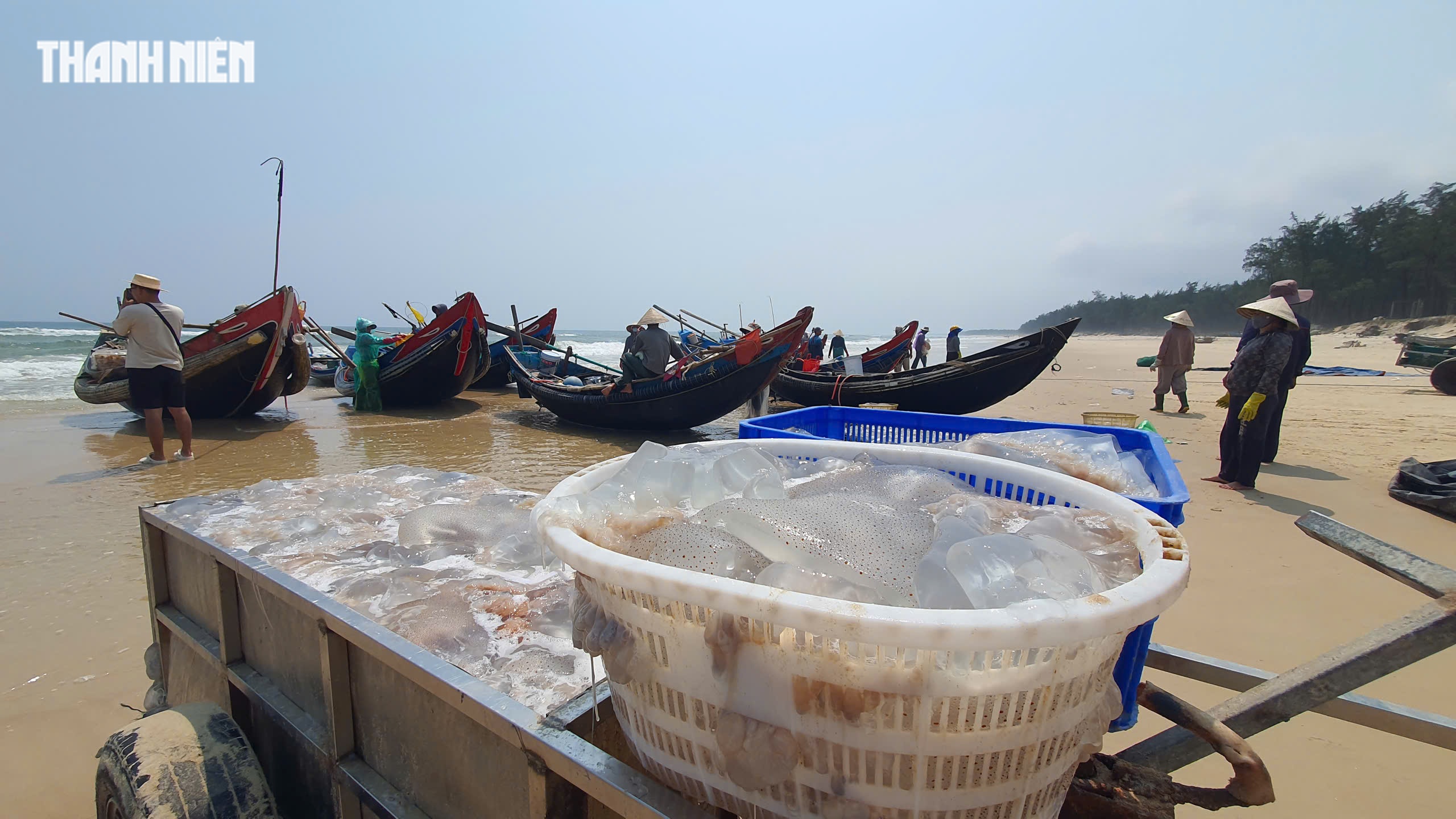 Tr&uacute;ng m&ugrave;a sứa 'lịch sử': Thuyền đầy ắp, ngư d&acirc;n kiếm tiền triệu mỗi ng&agrave;y - Ảnh 1.