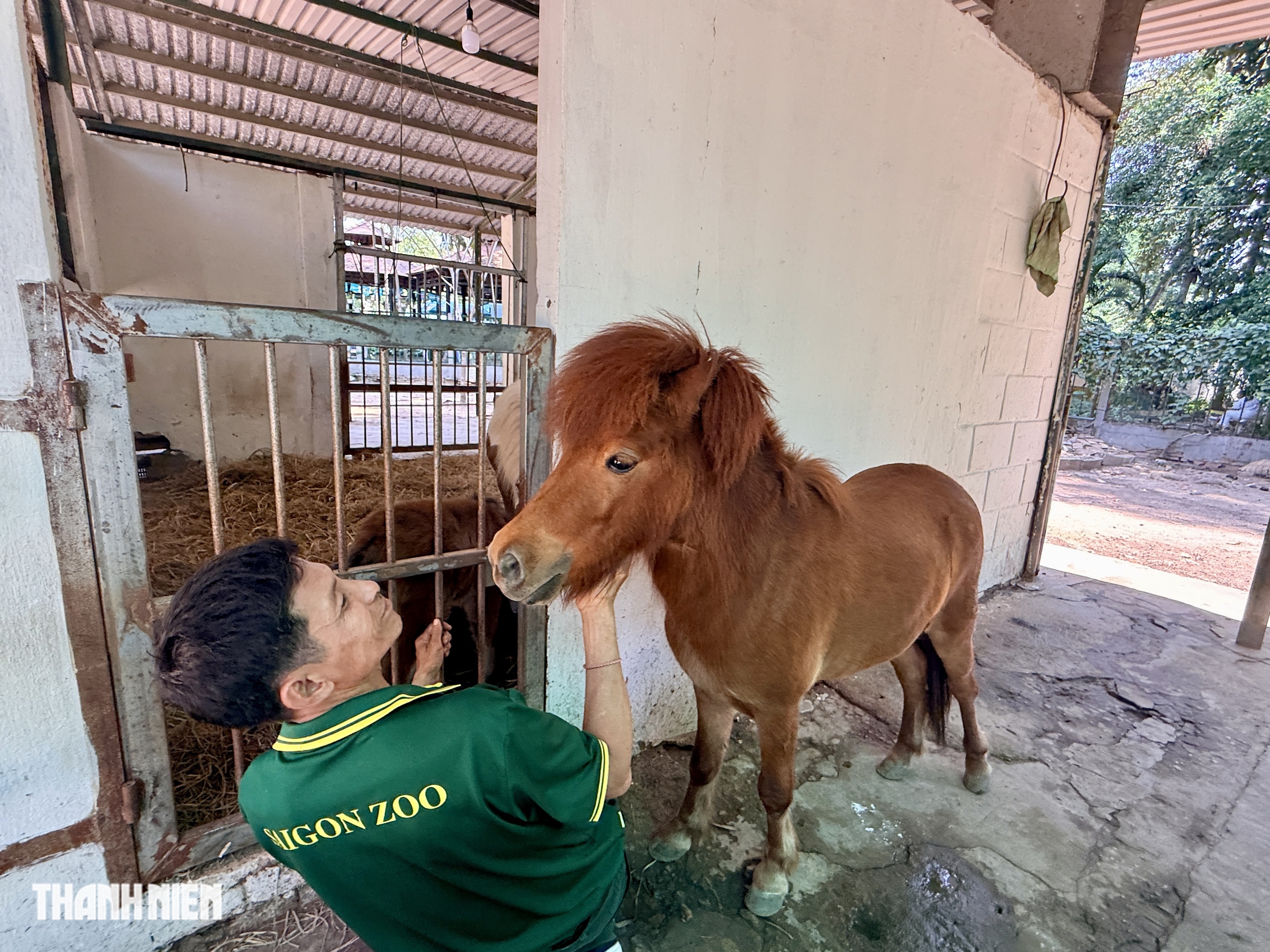 Ngựa lùn Ca Cao chào đời ở Thảo Cầm Viên Sài Gòn - Ảnh 4.