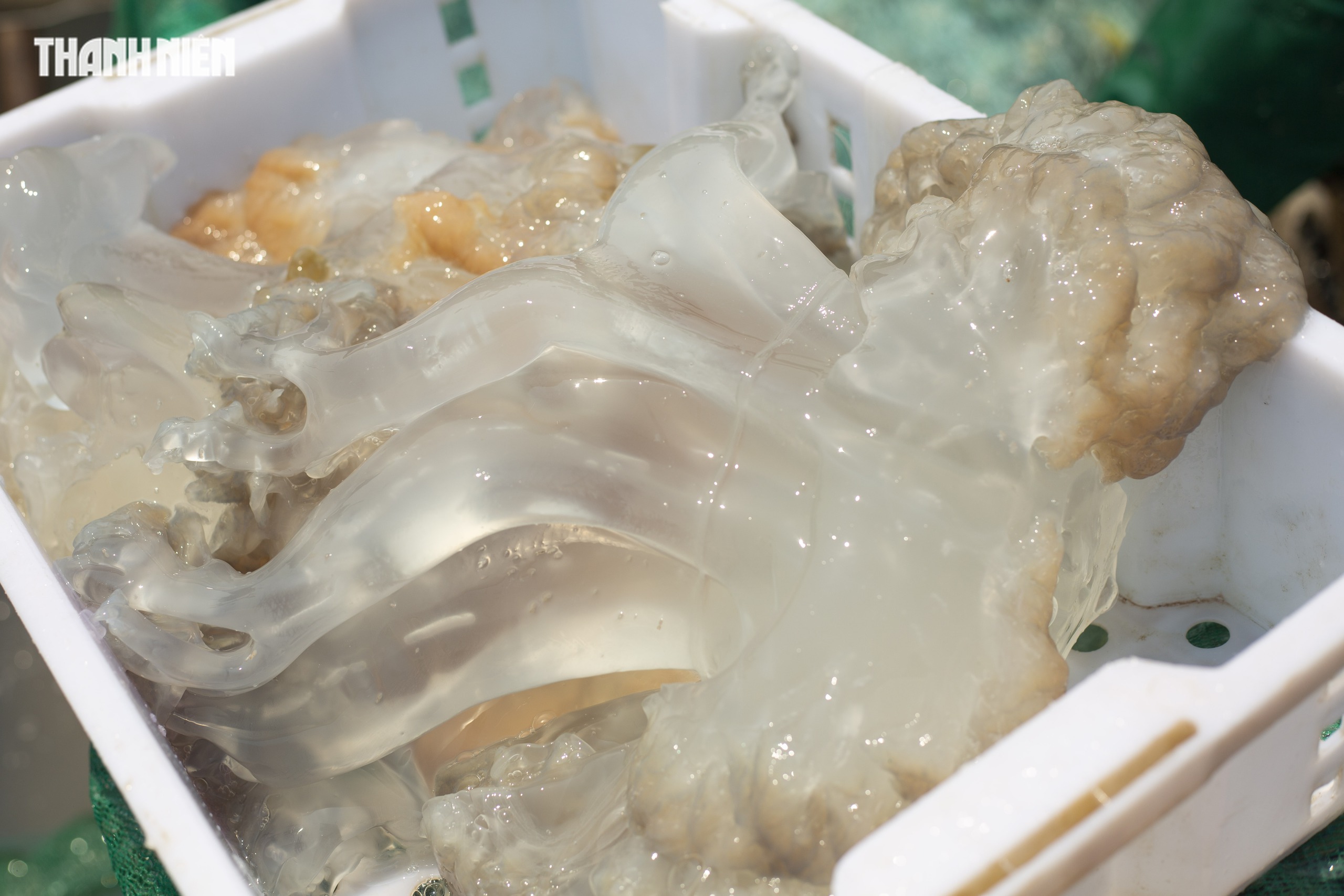 Tr&uacute;ng m&ugrave;a sứa 'lịch sử': Thuyền đầy ắp, ngư d&acirc;n kiếm tiền triệu mỗi ng&agrave;y - Ảnh 3.