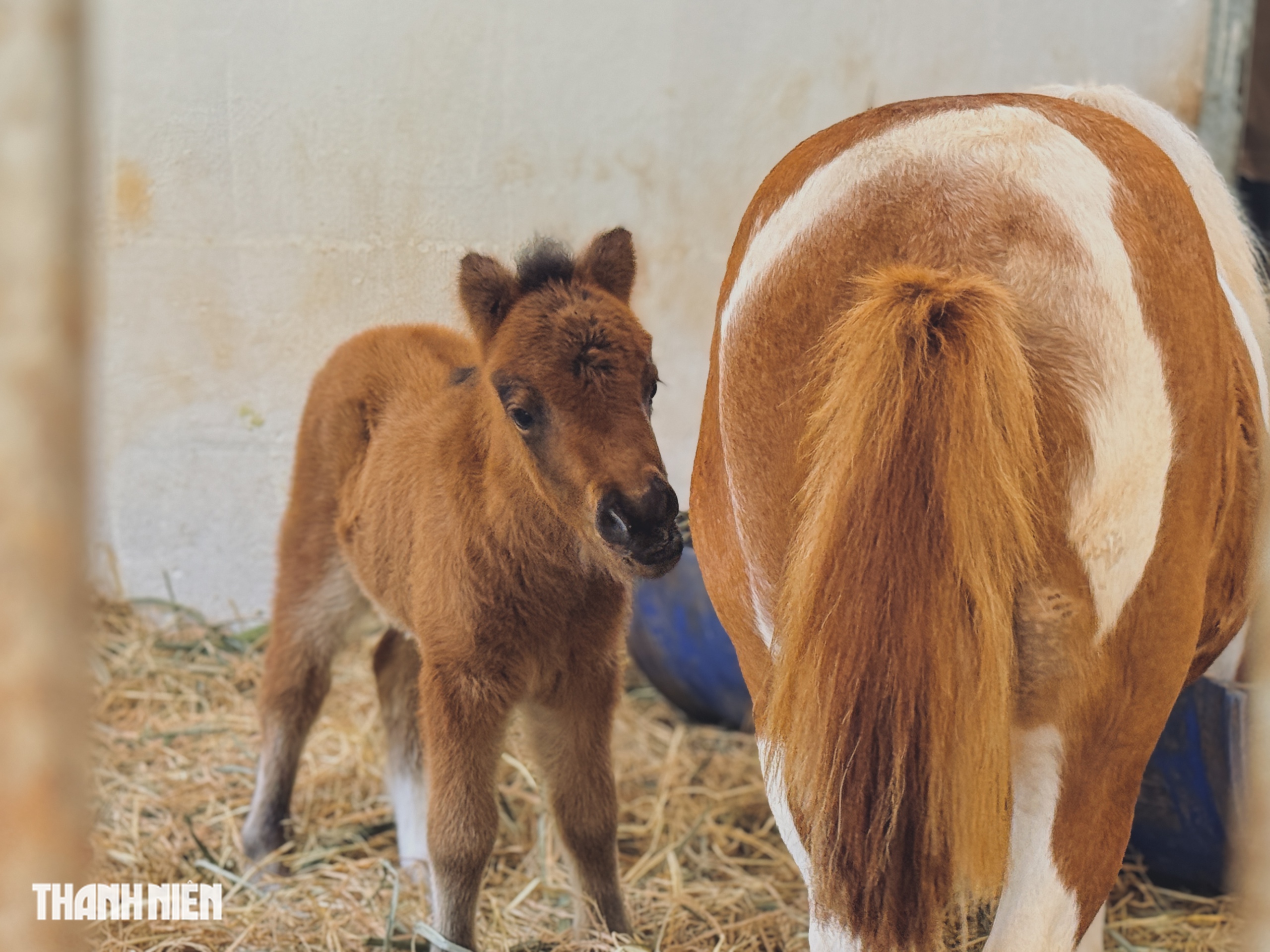 Ngựa lùn Ca Cao chào đời ở Thảo Cầm Viên Sài Gòn - Ảnh 1.