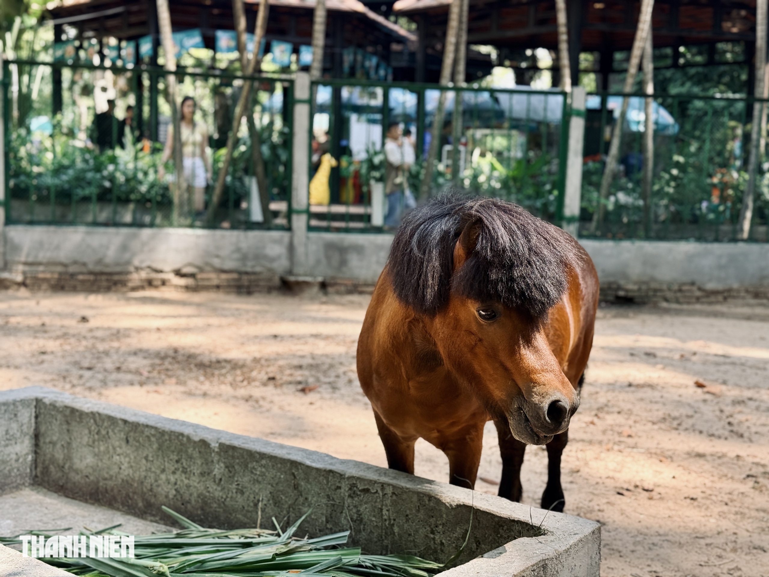 Ngựa lùn Ca Cao chào đời ở Thảo Cầm Viên Sài Gòn - Ảnh 6.