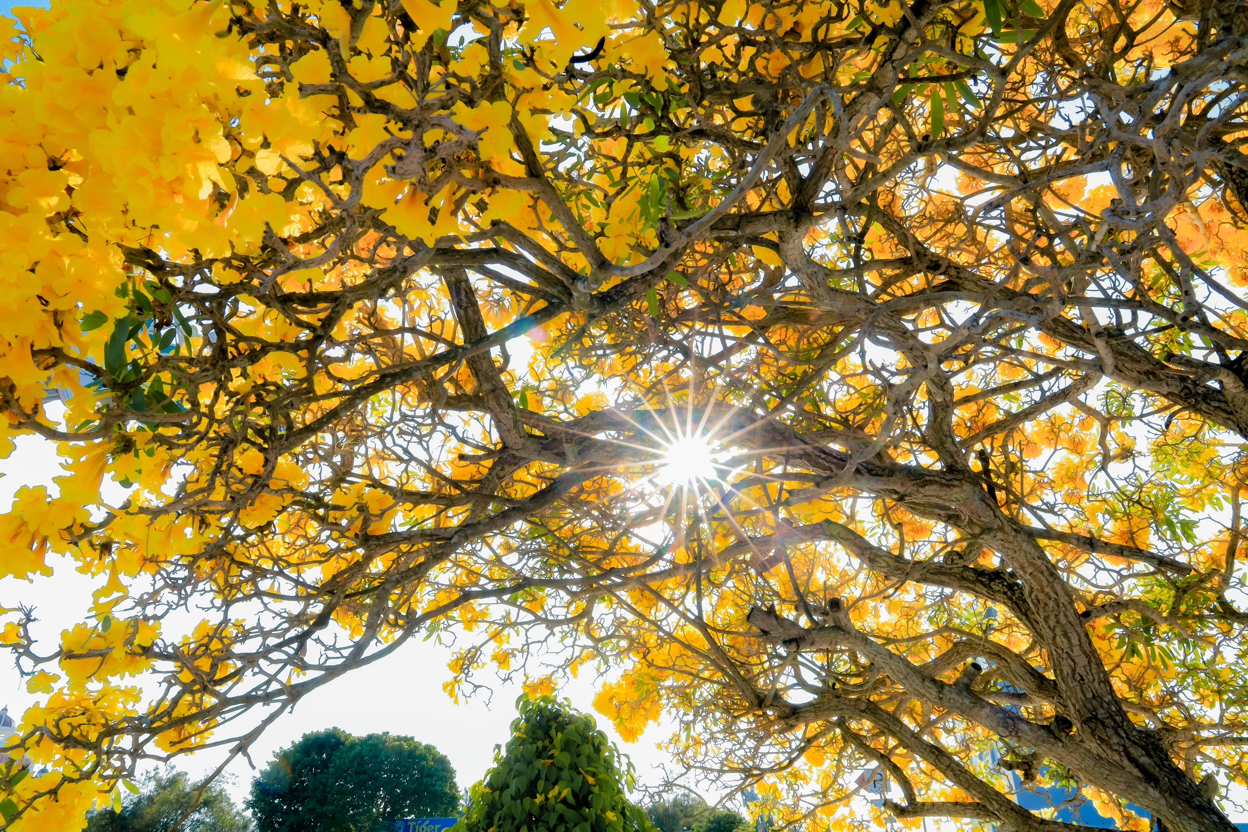 Đường hoa k&egrave;n v&agrave;ng rực rỡ b&ecirc;n d&ograve;ng Long B&igrave;nh thu h&uacute;t bạn trẻ check in - Ảnh 4.