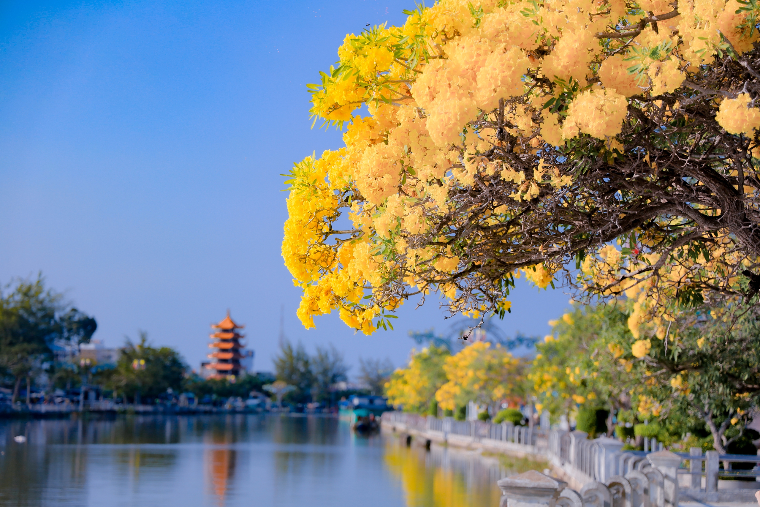 Đường hoa k&egrave;n v&agrave;ng rực rỡ b&ecirc;n d&ograve;ng Long B&igrave;nh thu h&uacute;t bạn trẻ check in - Ảnh 10.