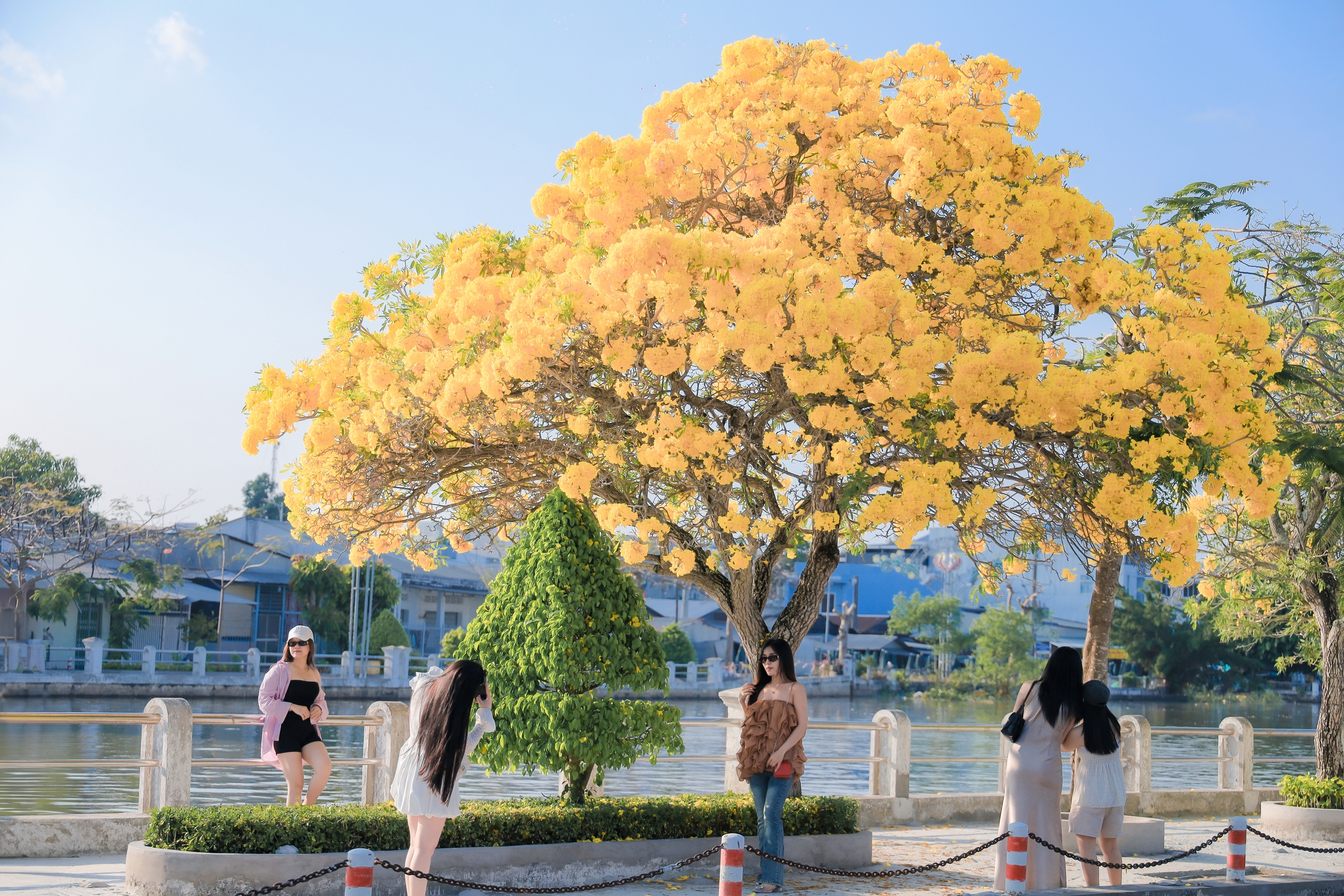 Đường hoa k&egrave;n v&agrave;ng rực rỡ b&ecirc;n d&ograve;ng Long B&igrave;nh thu h&uacute;t bạn trẻ check in - Ảnh 3.