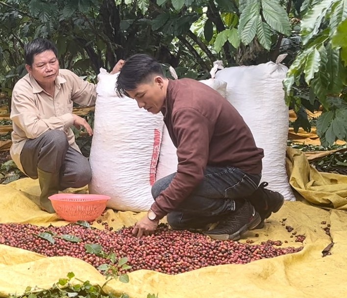 Cà phê Việt từng bước khẳng định vị thế tại thị trường quốc tế - Ảnh 2.