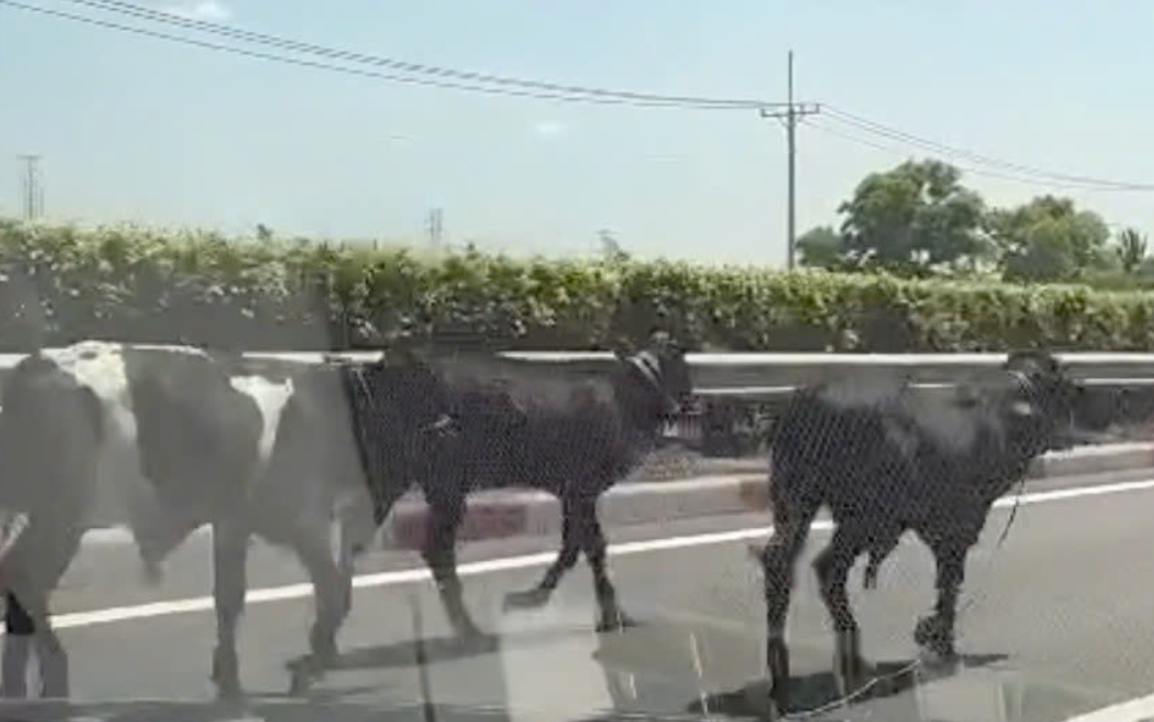 - Ảnh 1. - Ảnh 1.