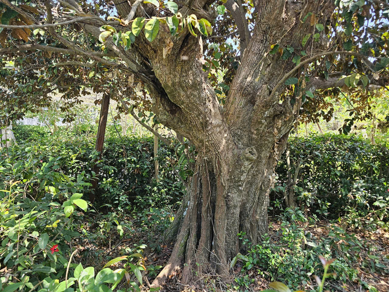 Long Điền xưa: Nhà đá 130 năm tuổi từng là trường học cách mạng - Ảnh 5.