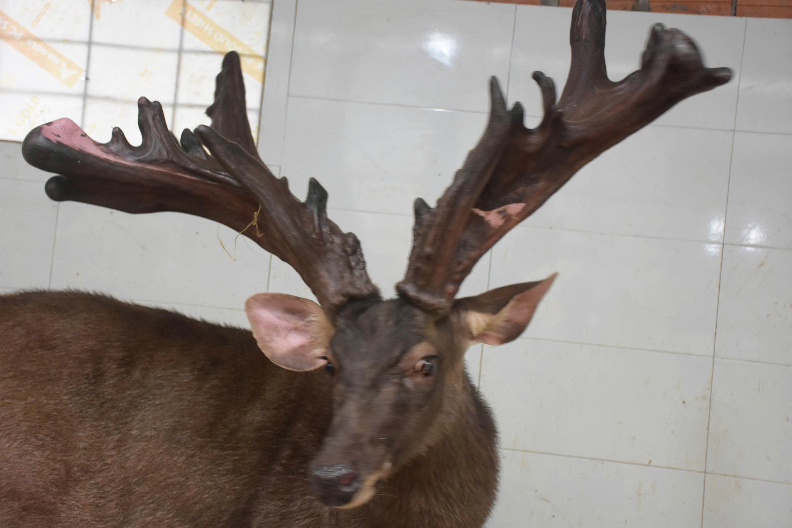 Một nông dân bán cặp nhung nai 'khủng' với giá 107 triệu đồng- Ảnh 1.