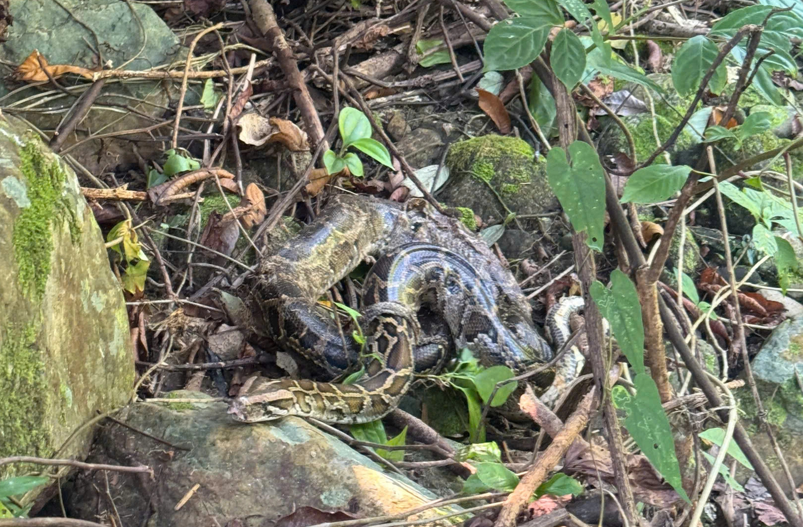Trăn đất, rùa sa nhân... cùng loạt động vật hoang dã được tái thả về rừng - Ảnh 1. Trăn đất, rùa sa nhân... cùng loạt động vật hoang dã được tái thả về rừng - Ảnh 1.