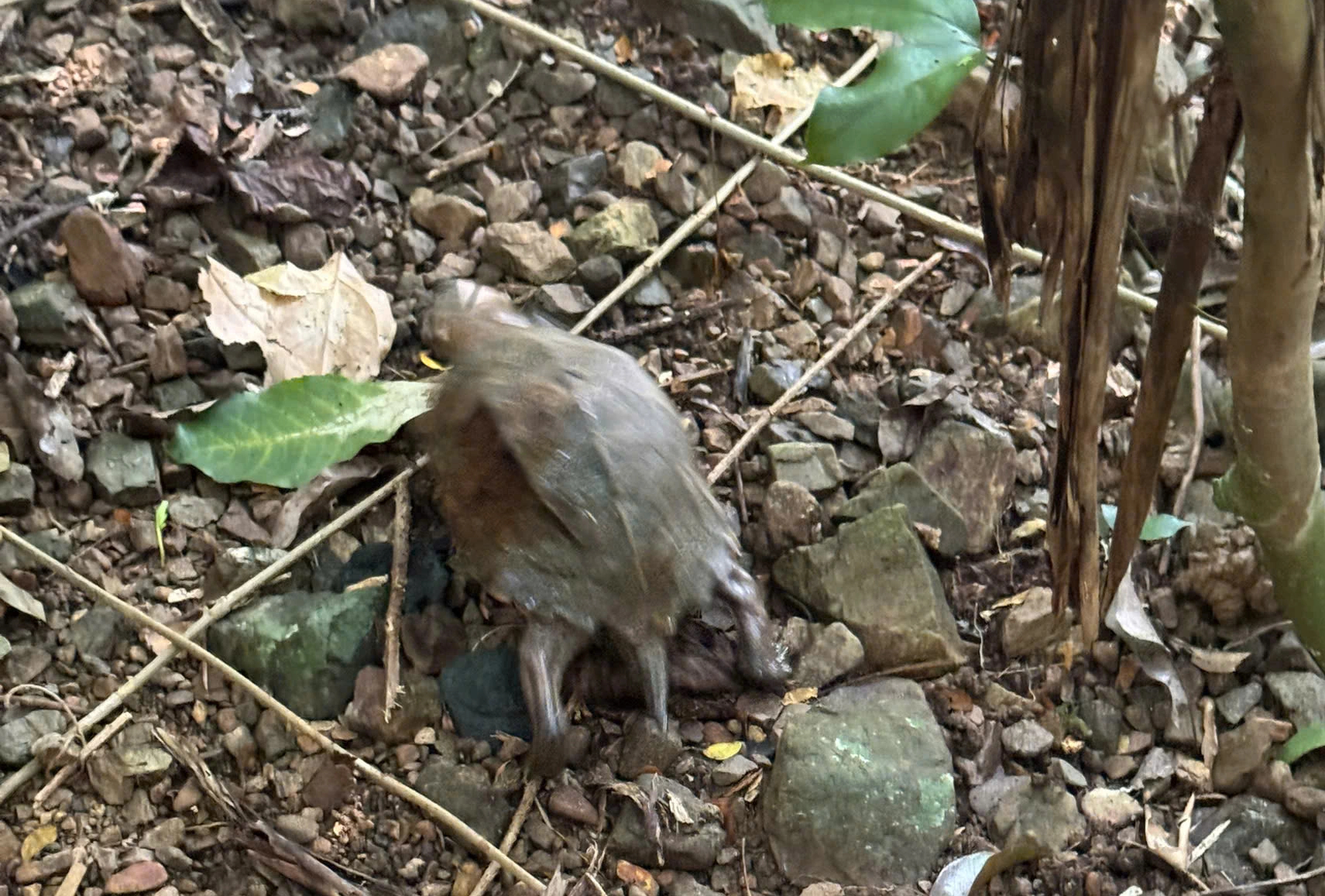 Trăn đất, rùa sa nhân... cùng loạt động vật hoang dã được tái thả về rừng - Ảnh 2. Trăn đất, rùa sa nhân... cùng loạt động vật hoang dã được tái thả về rừng - Ảnh 2.