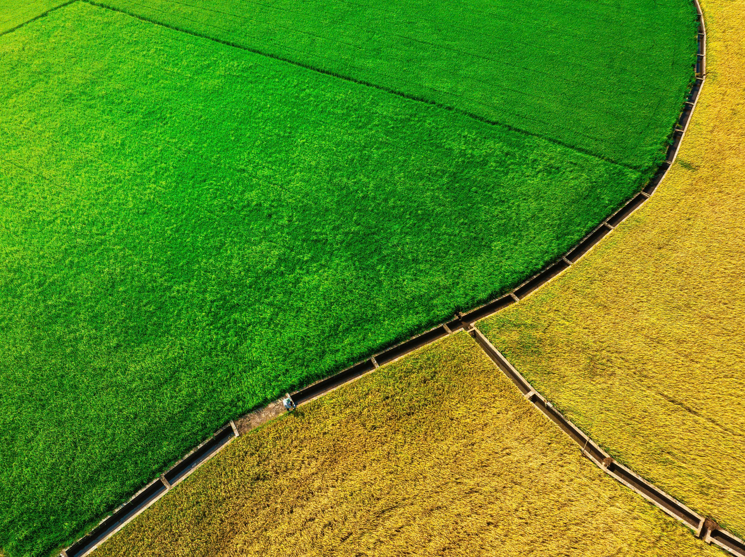 C&aacute;nh đồng l&uacute;a hai m&agrave;u đẹp mộng mơ ở TP . HCM th&aacute;ng 3 năm 2026 - Ảnh 9.