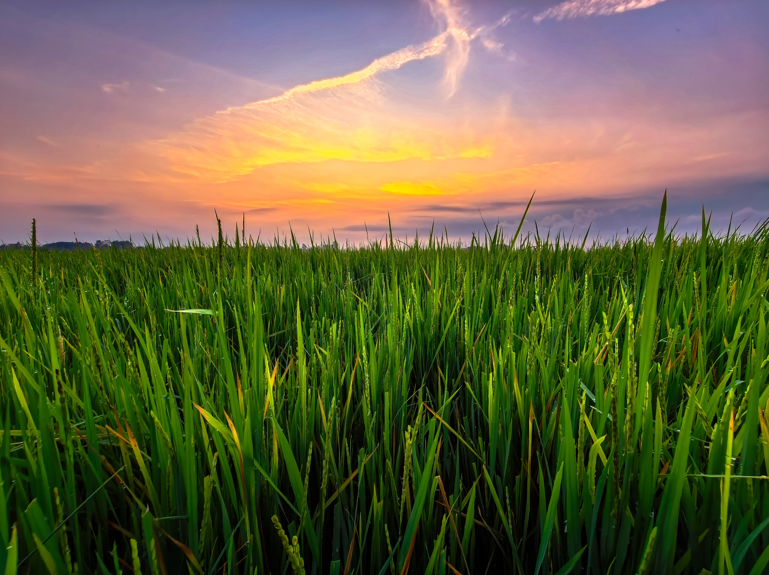 C&aacute;nh đồng l&uacute;a hai m&agrave;u đẹp mộng mơ ở TP . HCM th&aacute;ng 3 năm 2026 - Ảnh 5.