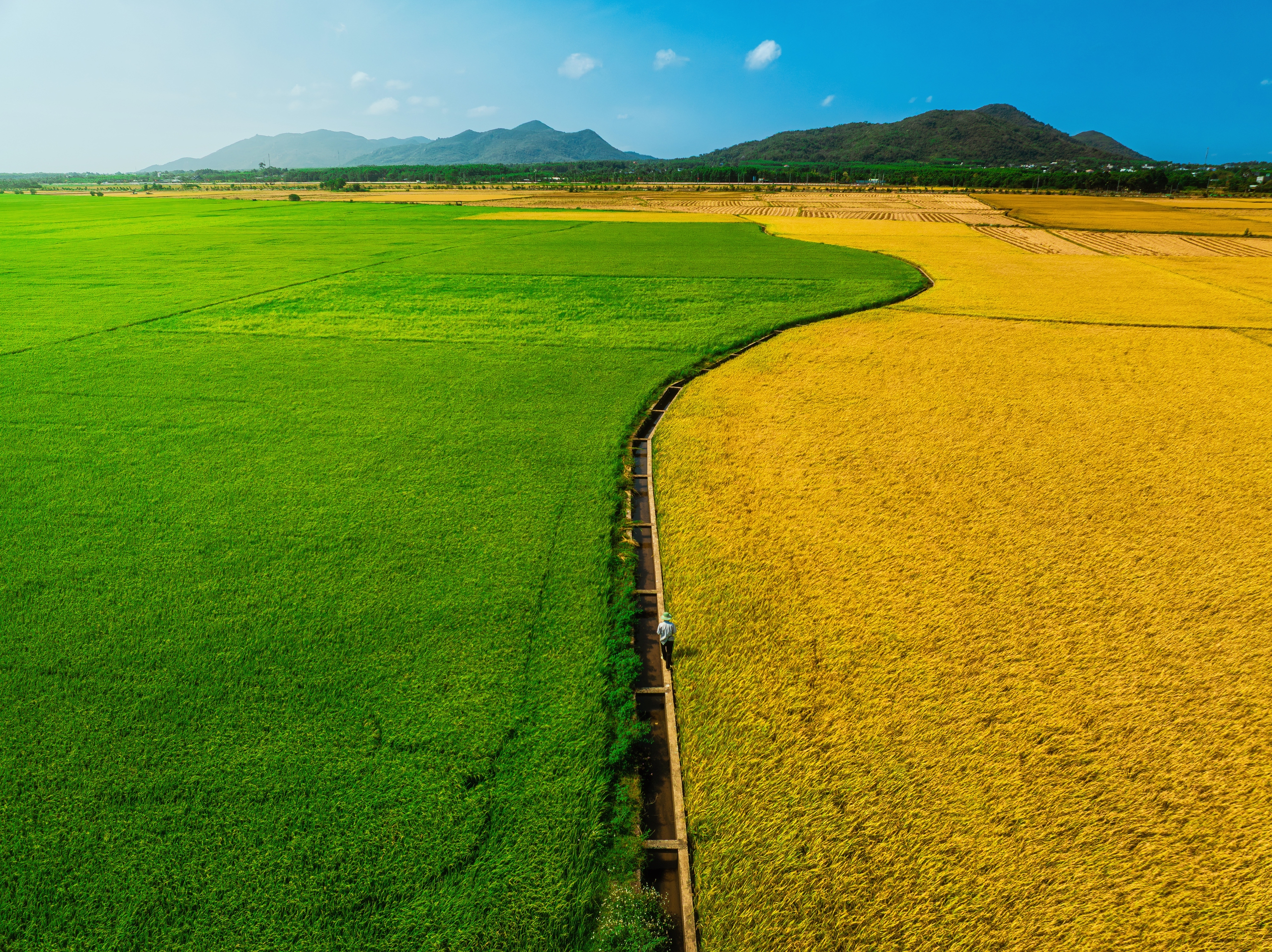 C&aacute;nh đồng l&uacute;a hai m&agrave;u đẹp mộng mơ ở TP . HCM th&aacute;ng 3 năm 2026 - Ảnh 2.