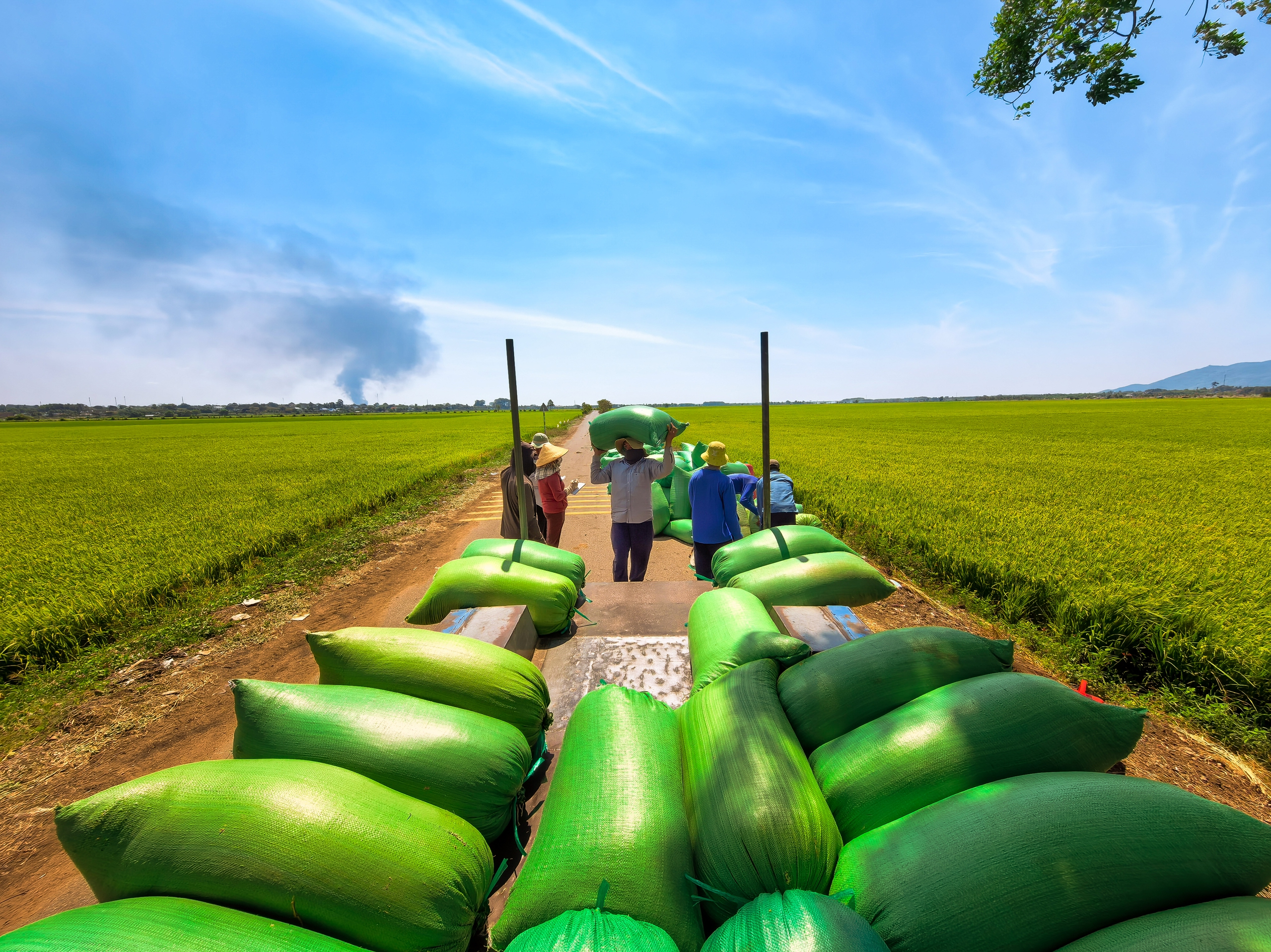 C&aacute;nh đồng l&uacute;a hai m&agrave;u đẹp mộng mơ ở TP . HCM th&aacute;ng 3 năm 2026 - Ảnh 7.