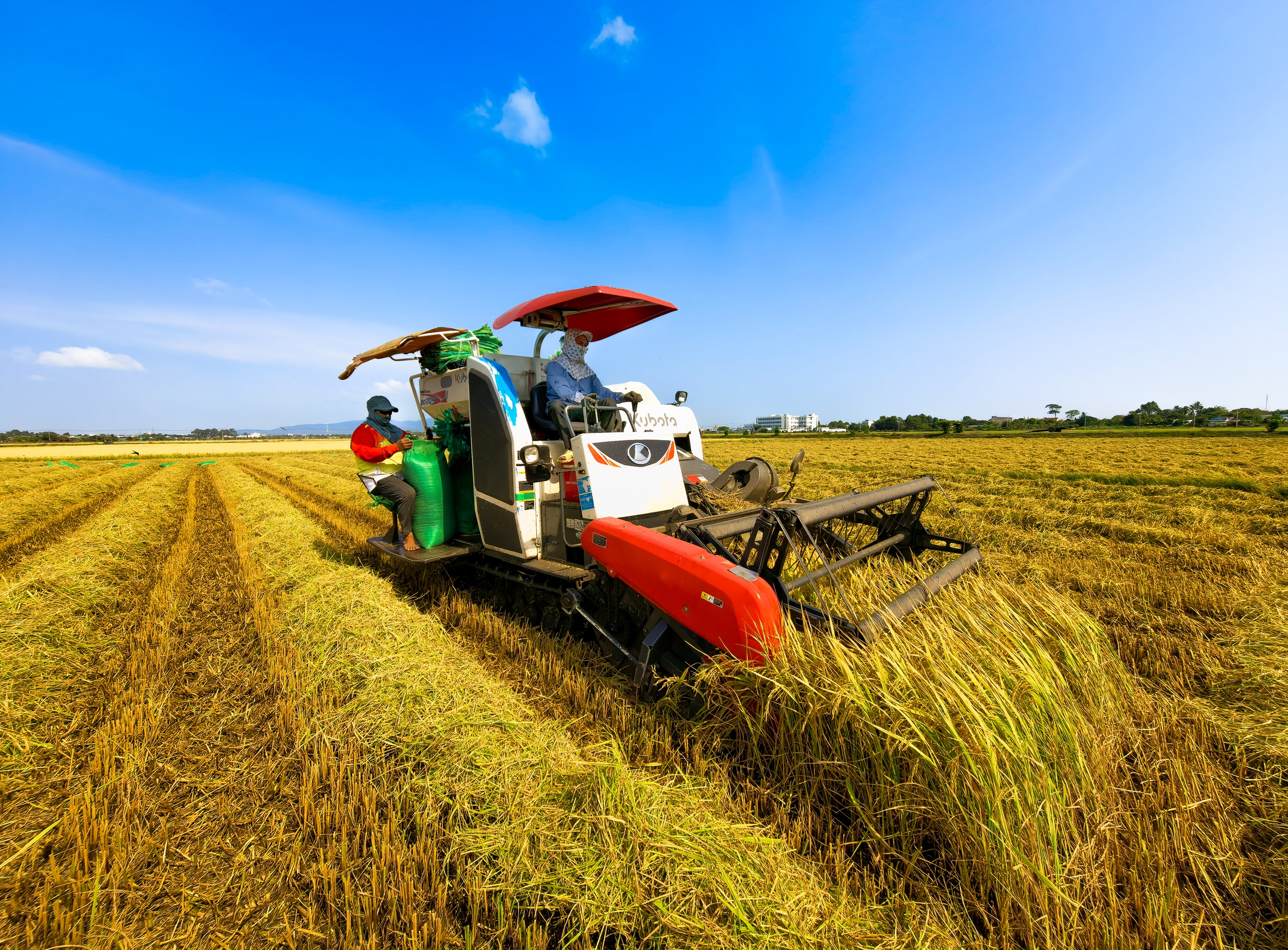 C&aacute;nh đồng l&uacute;a hai m&agrave;u đẹp mộng mơ ở TP . HCM th&aacute;ng 3 năm 2026 - Ảnh 6.