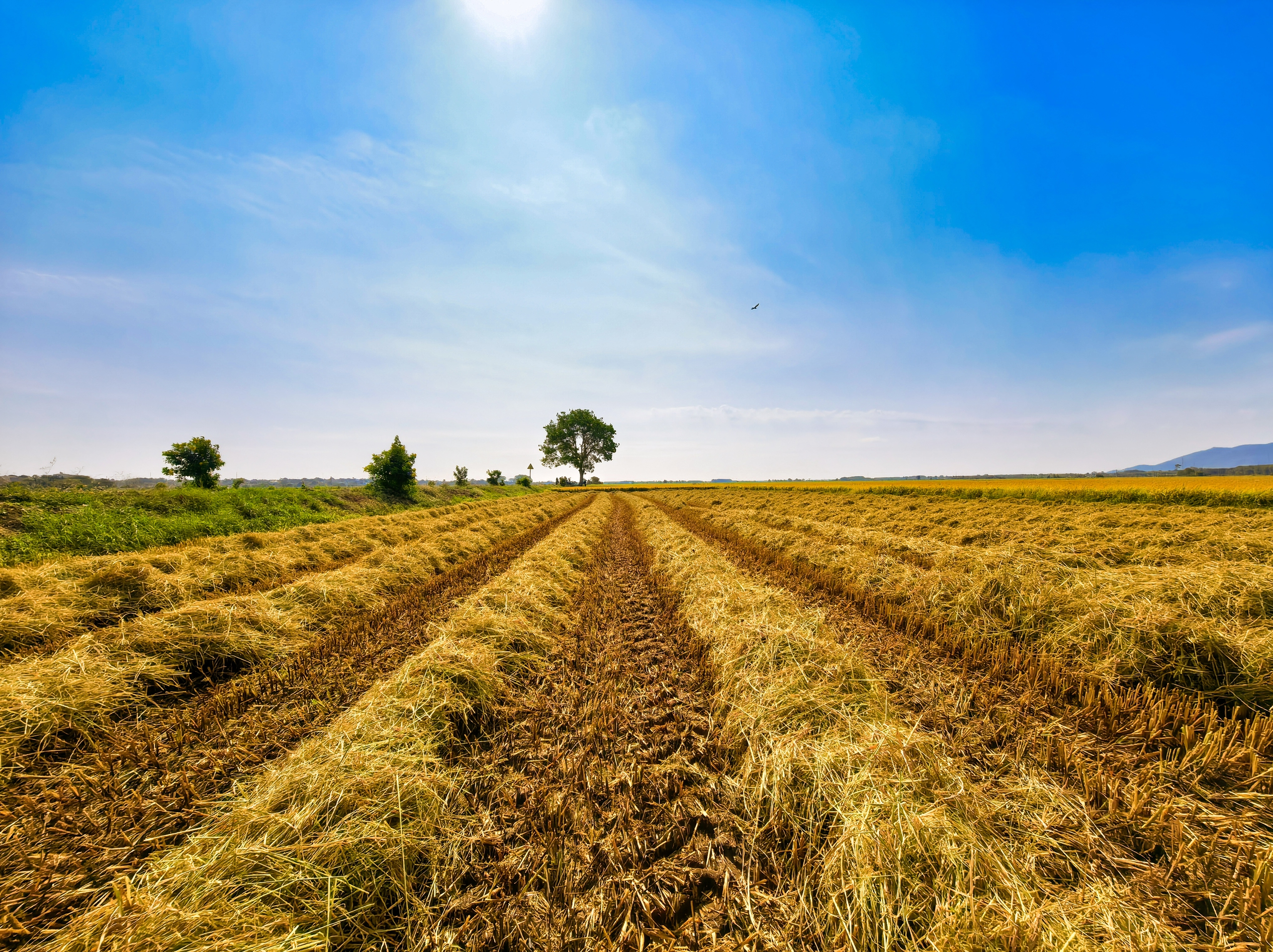 C&aacute;nh đồng l&uacute;a hai m&agrave;u đẹp mộng mơ ở TP . HCM th&aacute;ng 3 năm 2026 - Ảnh 8.