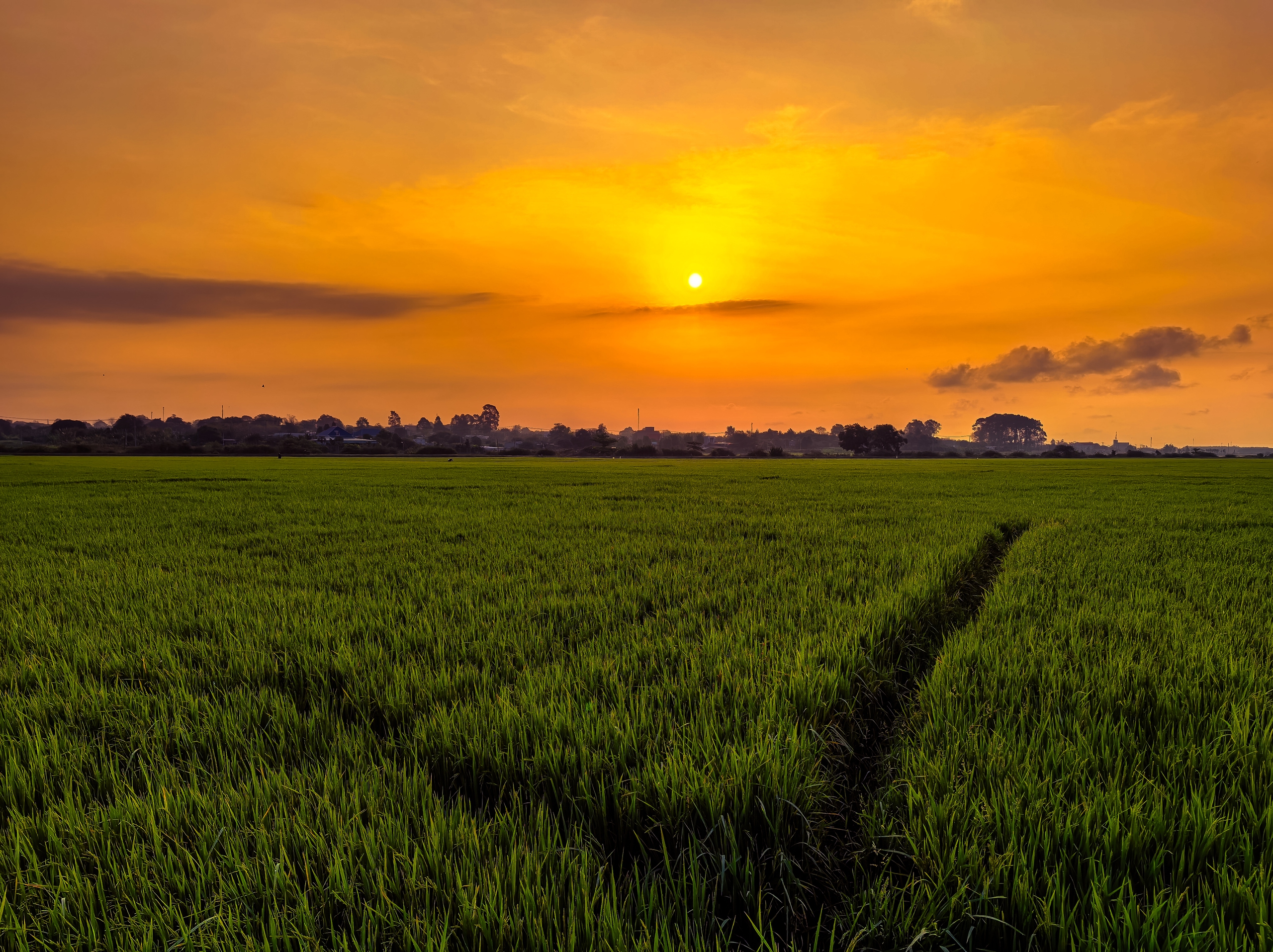 C&aacute;nh đồng l&uacute;a hai m&agrave;u đẹp mộng mơ ở TP . HCM th&aacute;ng 3 năm 2026 - Ảnh 4.