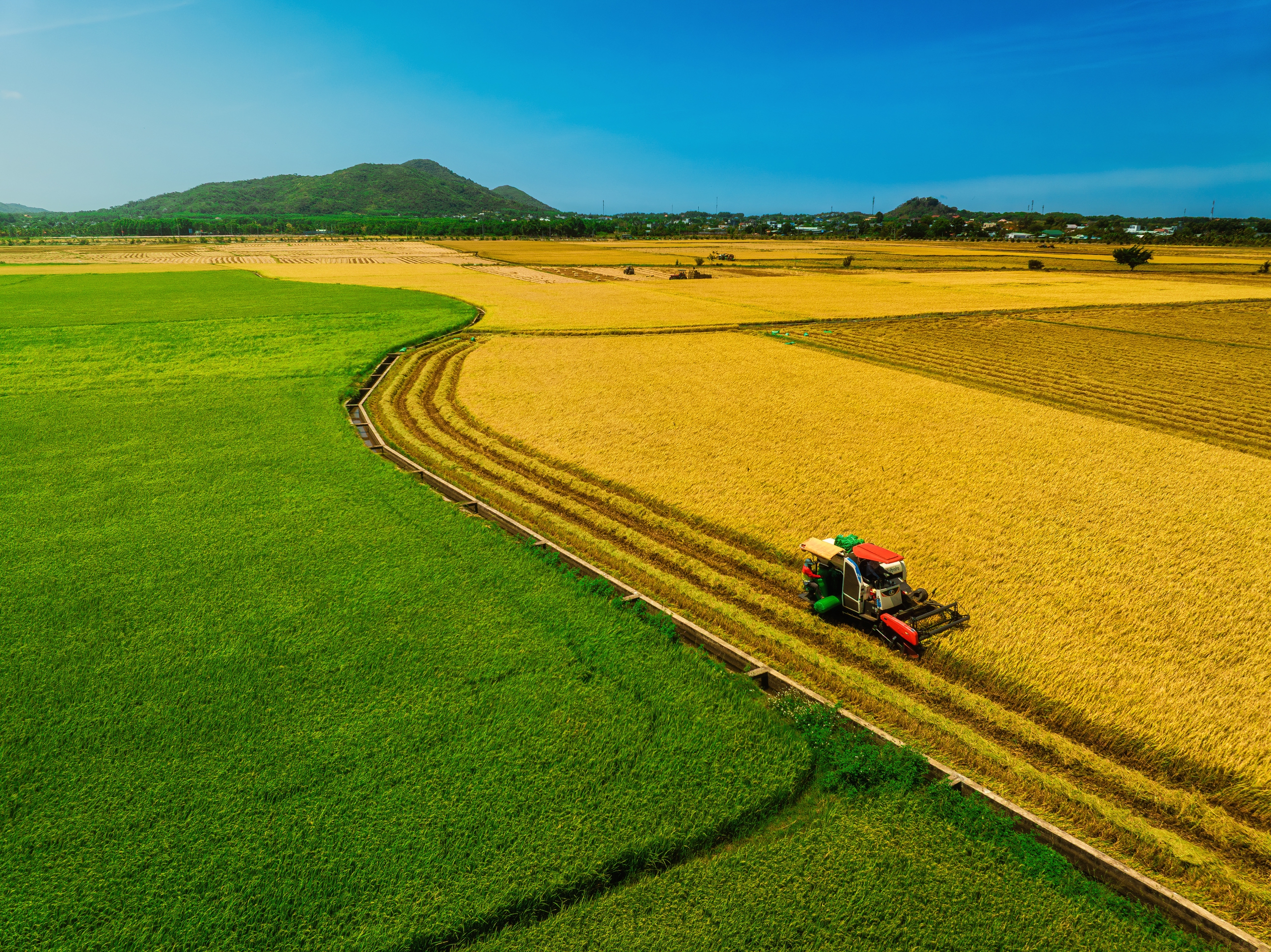 C&aacute;nh đồng l&uacute;a hai m&agrave;u đẹp mộng mơ ở TP . HCM th&aacute;ng 3 năm 2026 - Ảnh 1.