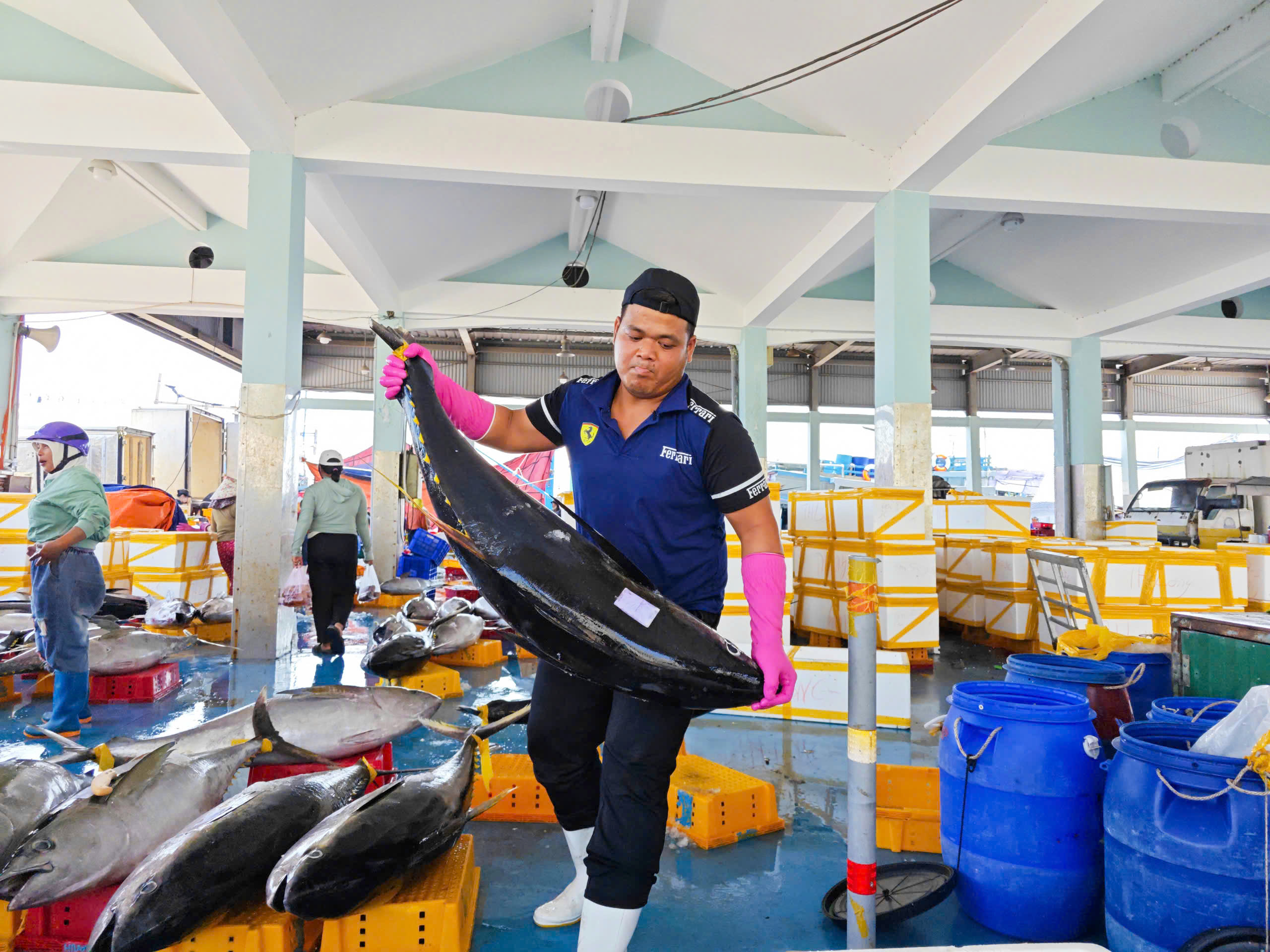 Tr&uacute;ng đậm c&aacute; ngừ đại dương ở Ho&agrave;ng Sa , ngư d&acirc;n Quảng Ng&atilde;i thu hoạch bất ngờ - Ảnh 5.