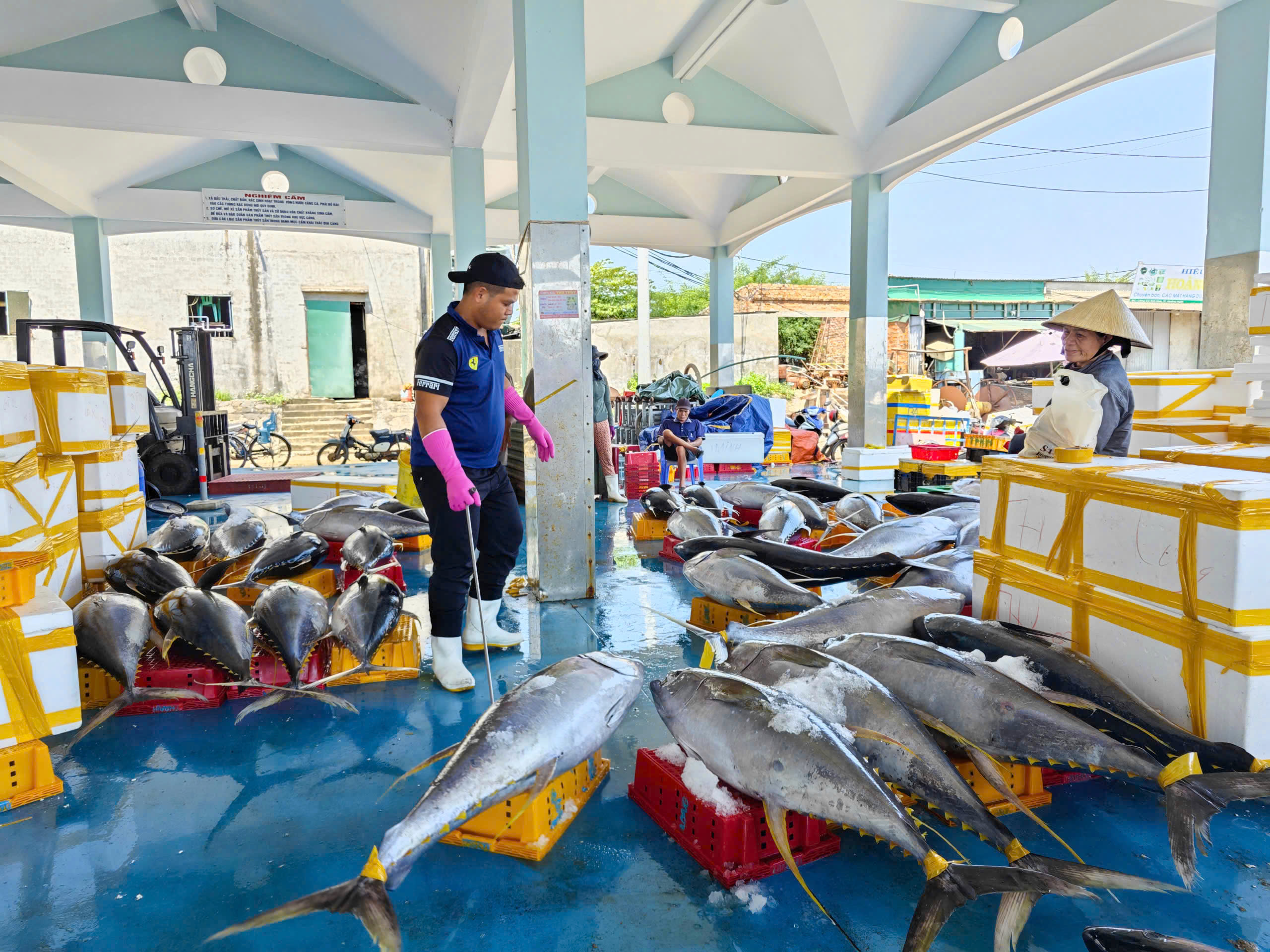 Tr&uacute;ng đậm c&aacute; ngừ đại dương ở Ho&agrave;ng Sa , ngư d&acirc;n Quảng Ng&atilde;i thu hoạch bất ngờ - Ảnh 4.
