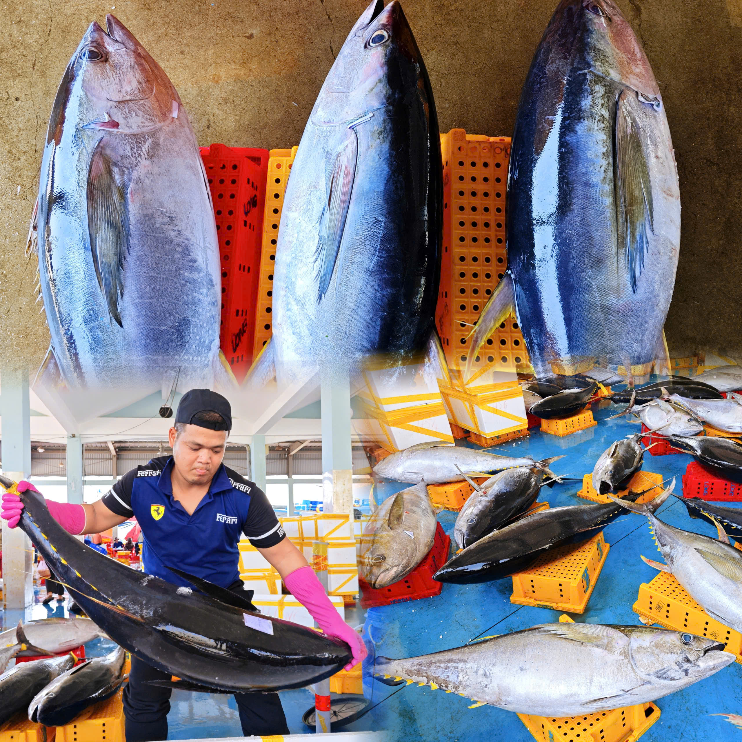 Tr&uacute;ng đậm c&aacute; ngừ đại dương ở Ho&agrave;ng Sa , ngư d&acirc;n Quảng Ng&atilde;i thu hoạch bất ngờ - Ảnh 1.