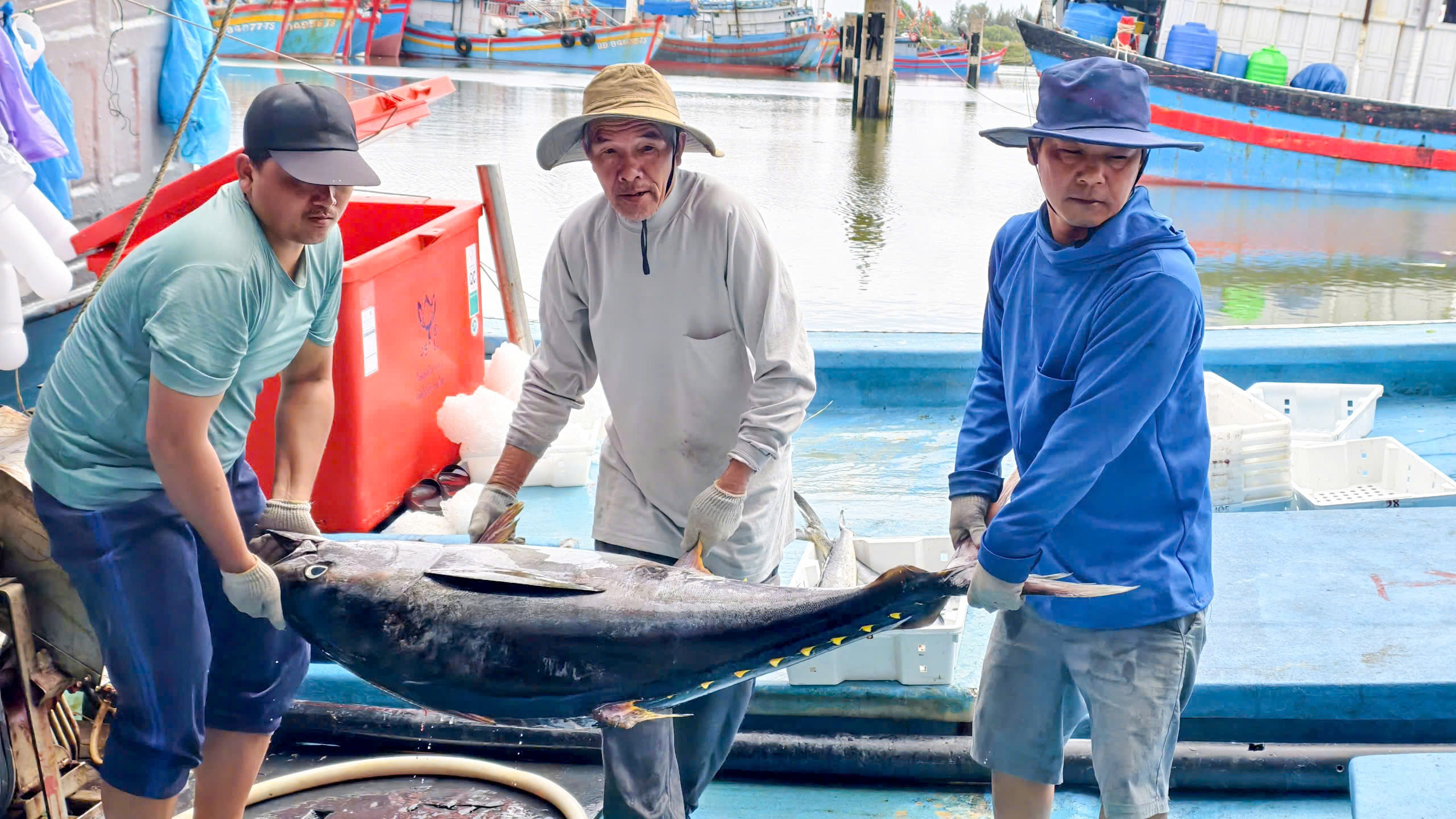 Tr&uacute;ng đậm c&aacute; ngừ đại dương ở Ho&agrave;ng Sa , ngư d&acirc;n Quảng Ng&atilde;i thu hoạch bất ngờ - Ảnh 2.