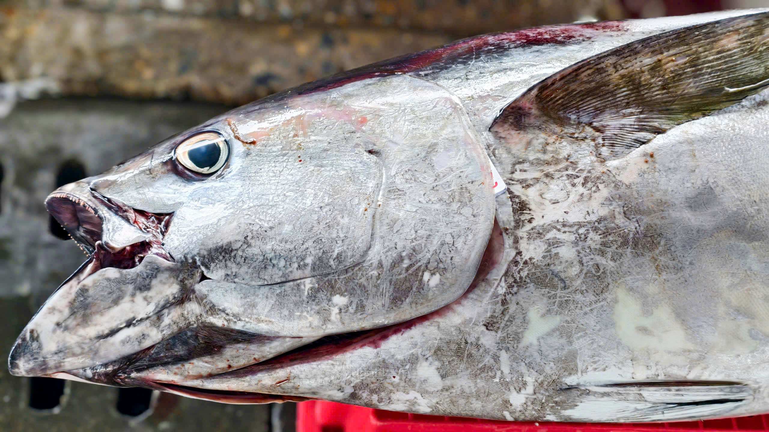 Tr&uacute;ng đậm c&aacute; ngừ đại dương ở Ho&agrave;ng Sa , ngư d&acirc;n Quảng Ng&atilde;i thu hoạch bất ngờ - Ảnh 3.