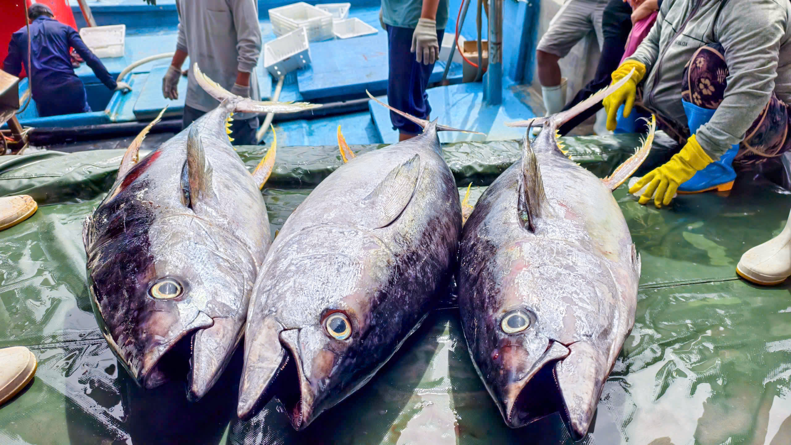 Tr&uacute;ng đậm c&aacute; ngừ đại dương ở Ho&agrave;ng Sa , ngư d&acirc;n Quảng Ng&atilde;i thu hoạch bất ngờ - Ảnh 6.