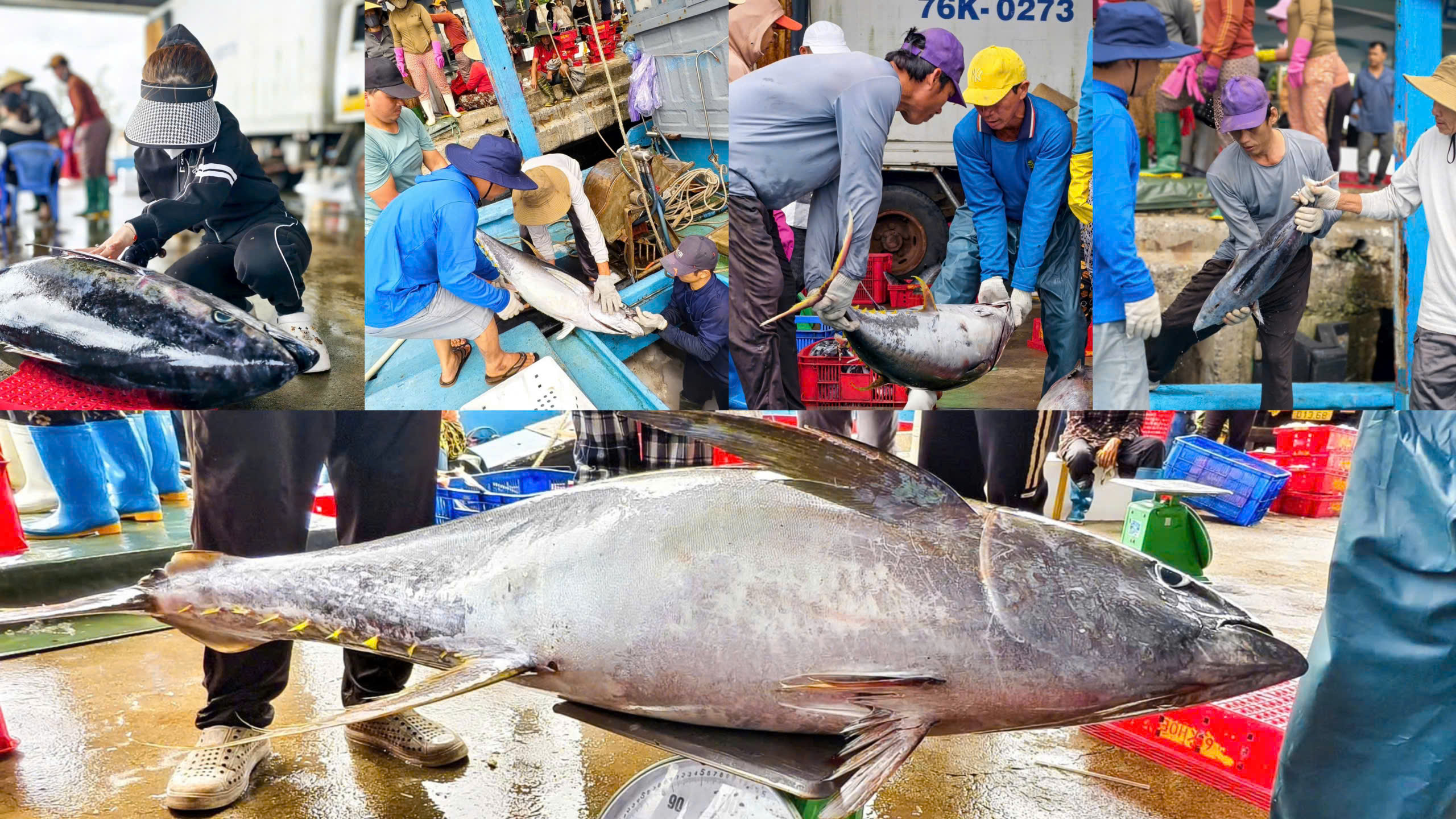 Tr&uacute;ng đậm c&aacute; ngừ đại dương ở Ho&agrave;ng Sa , ngư d&acirc;n Quảng Ng&atilde;i thu hoạch bất ngờ - Ảnh 7.