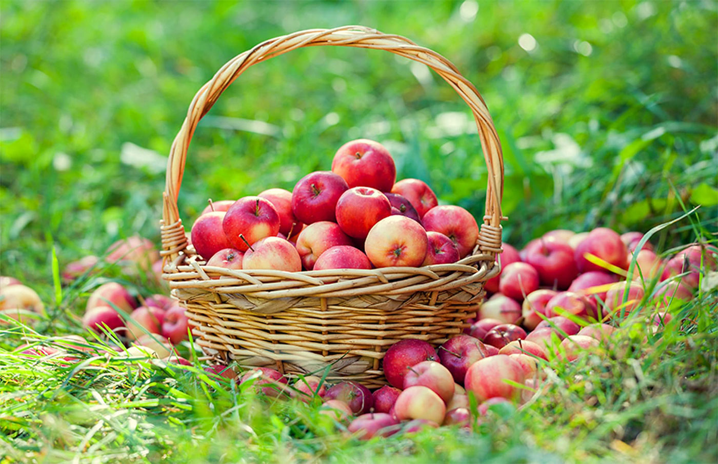 Táo Aomori và chiến lược bền vững hơn một thập kỷ tại Việt Nam- Ảnh 3.