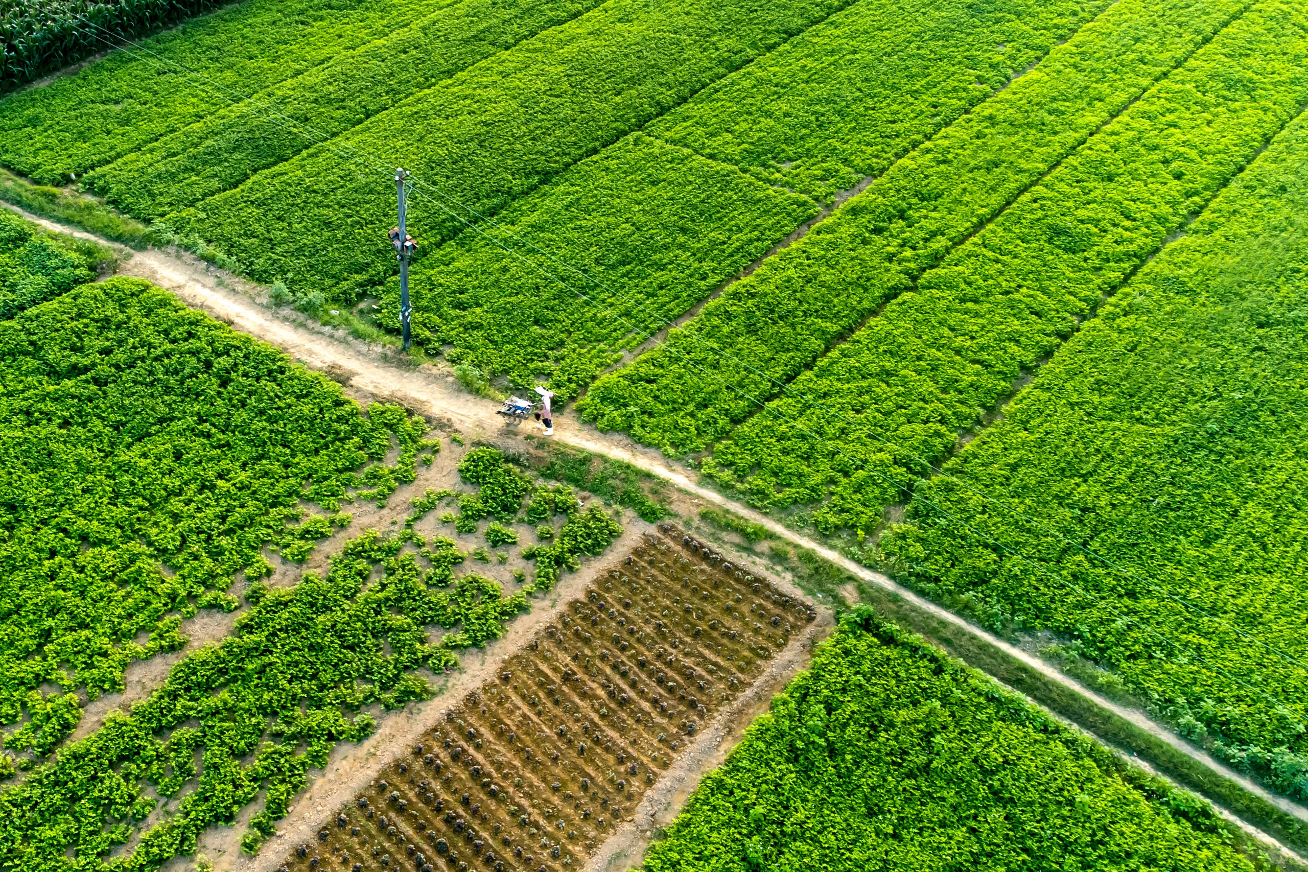 Khoảnh khắc b&igrave;nh y&ecirc;n nơi c&acirc;y cầu tre độc đ&aacute;o ở Đ&agrave; Nẵng - Ảnh 6.