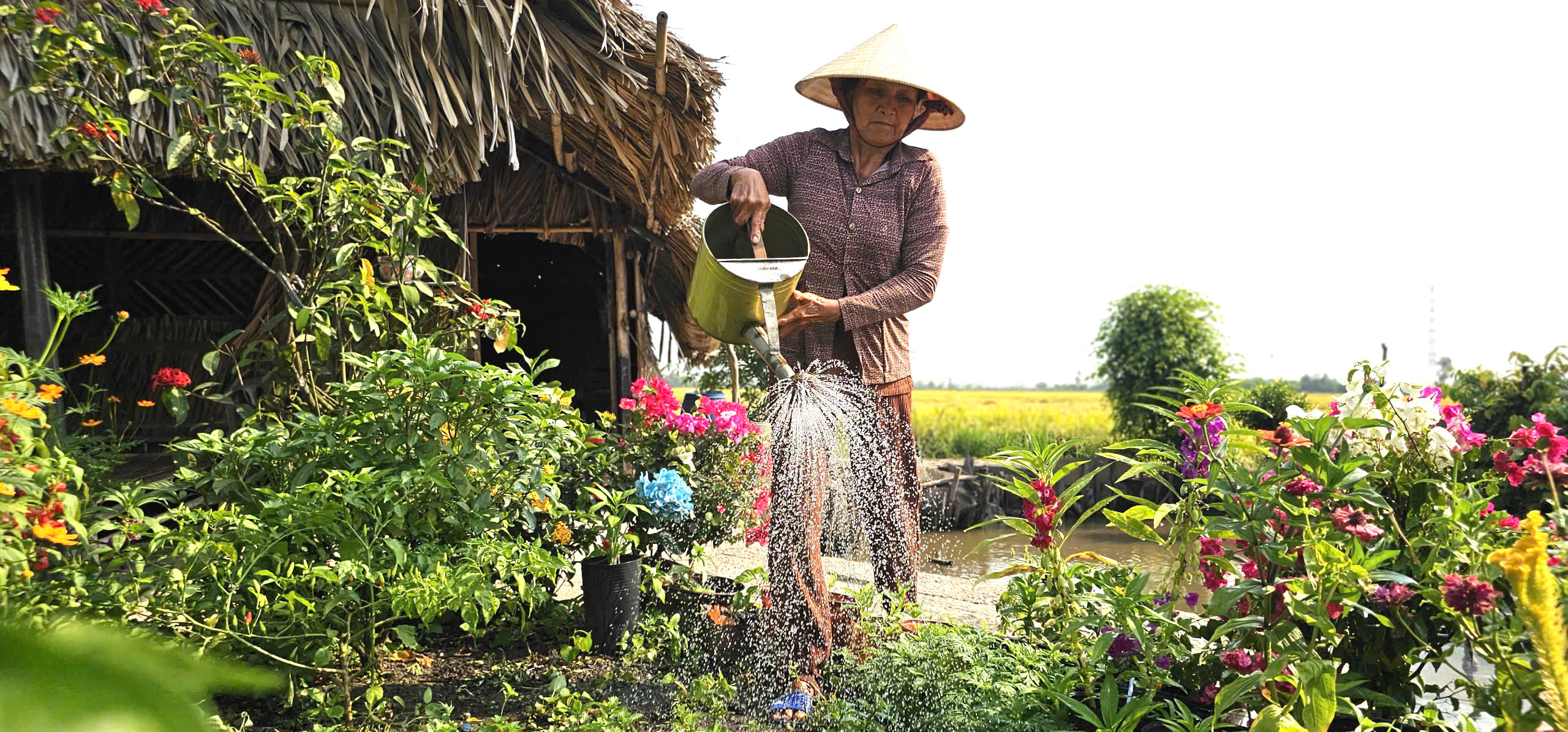 Ngôi nhà giữa đồng lúa và chuyện tình xúc động của bà Lan ở TP . HCM - Ảnh 7. Ngôi nhà giữa đồng lúa và chuyện tình xúc động của bà Lan ở TP . HCM - Ảnh 7.