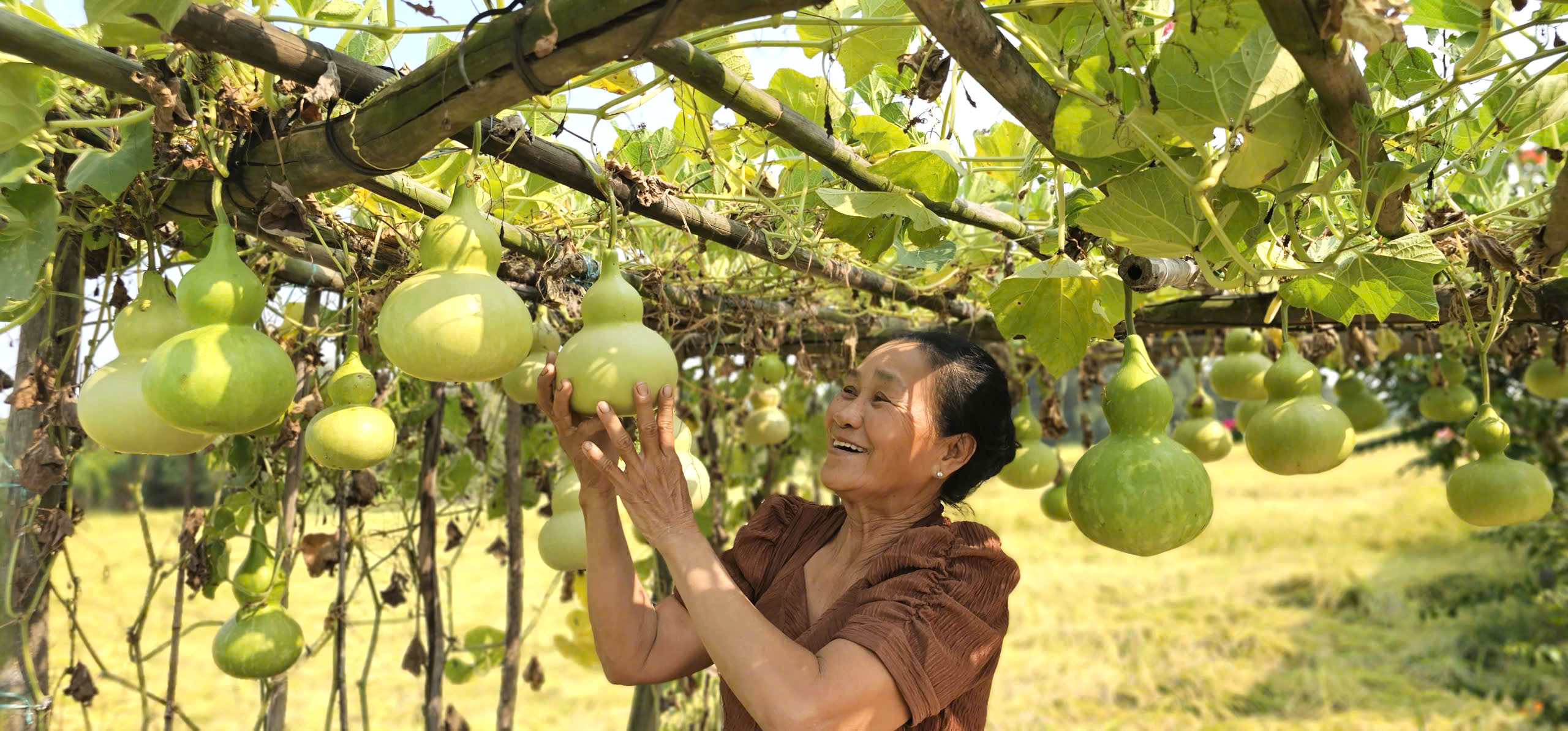 Ngôi nhà giữa đồng lúa và chuyện tình xúc động của bà Lan ở TP . HCM - Ảnh 8. Ngôi nhà giữa đồng lúa và chuyện tình xúc động của bà Lan ở TP . HCM - Ảnh 8.