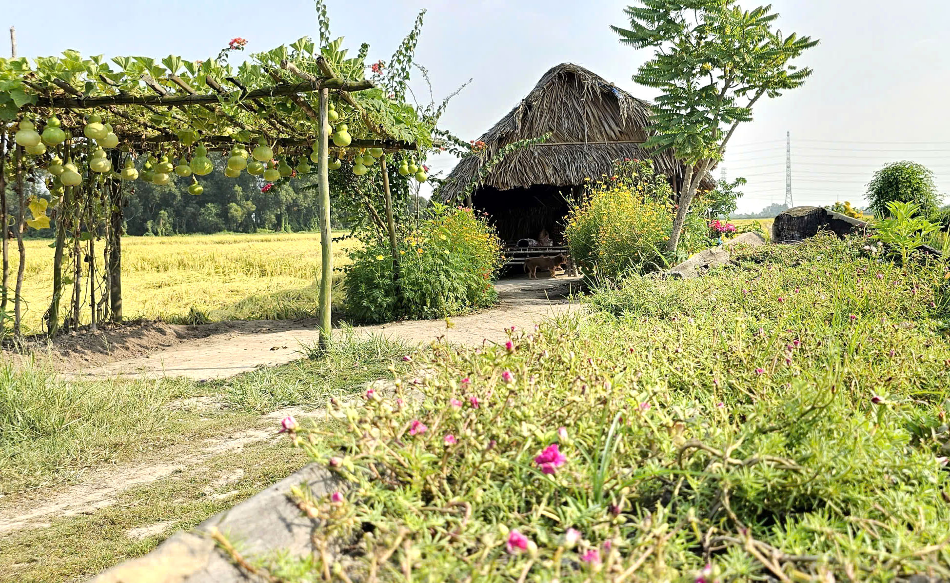 Ngôi nhà giữa đồng lúa và chuyện tình xúc động của bà Lan ở TP . HCM - Ảnh 5. Ngôi nhà giữa đồng lúa và chuyện tình xúc động của bà Lan ở TP . HCM - Ảnh 5.