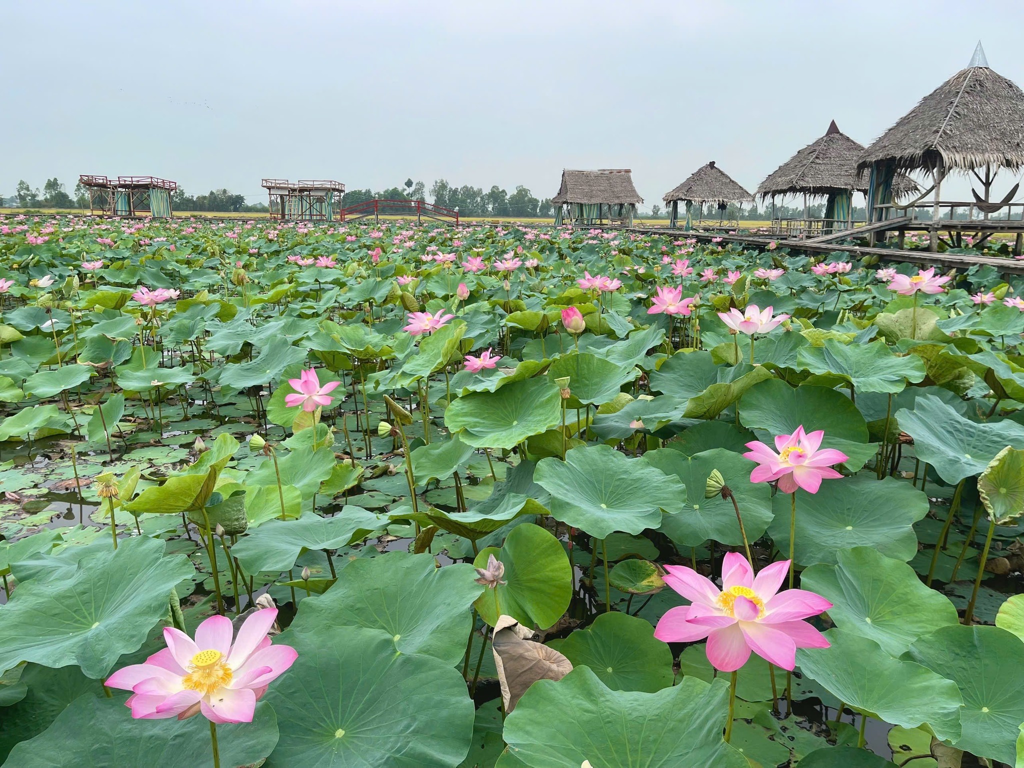 Ch&agrave;ng trai 'thổi hồn' v&agrave;o đồng sen, biến vẻ đẹp qu&ecirc; th&agrave;nh điểm du lịch độc đ&aacute;o - Ảnh 1.