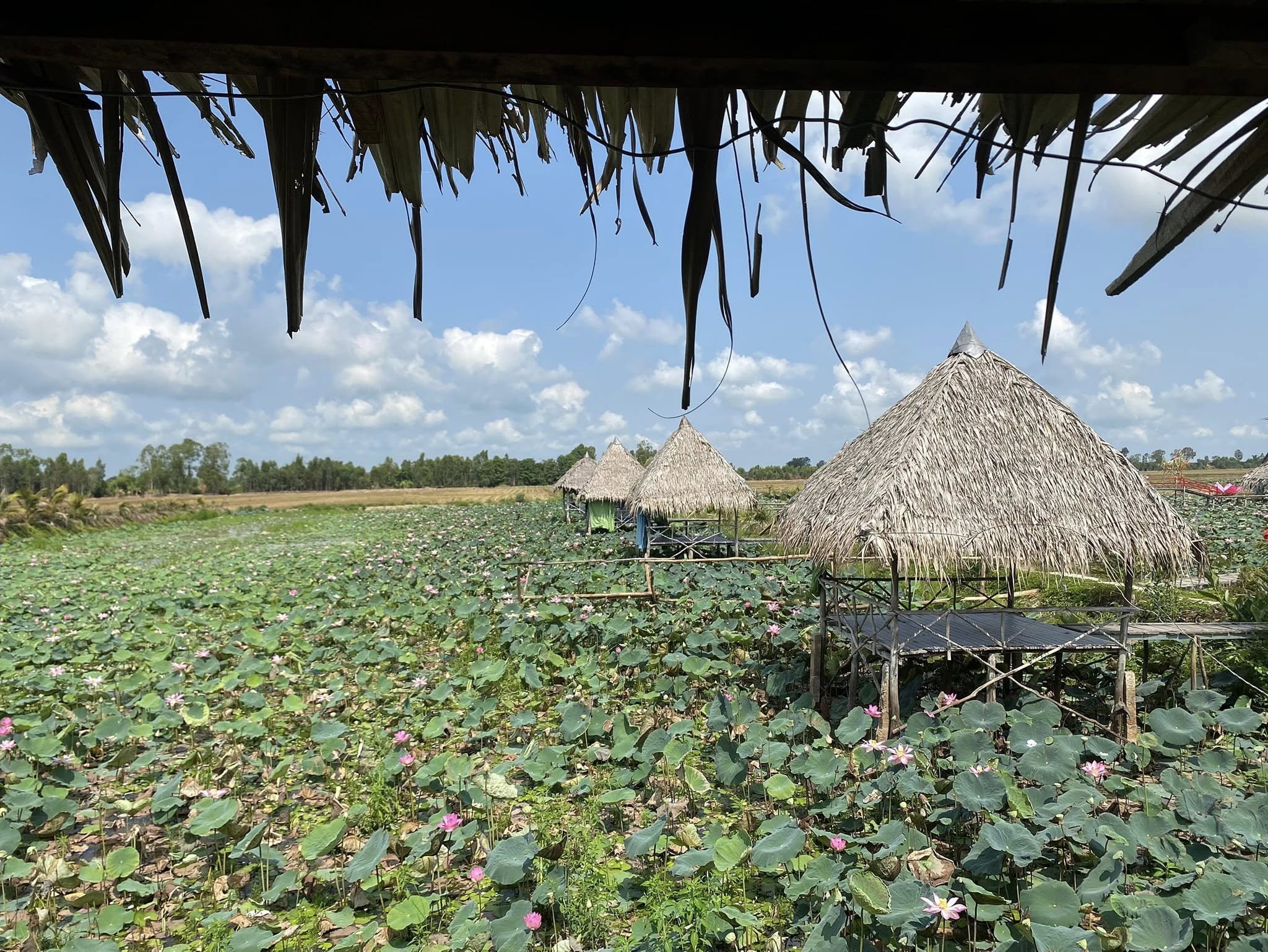 Ch&agrave;ng trai 'thổi hồn' v&agrave;o đồng sen, biến vẻ đẹp qu&ecirc; th&agrave;nh điểm du lịch độc đ&aacute;o - Ảnh 2.