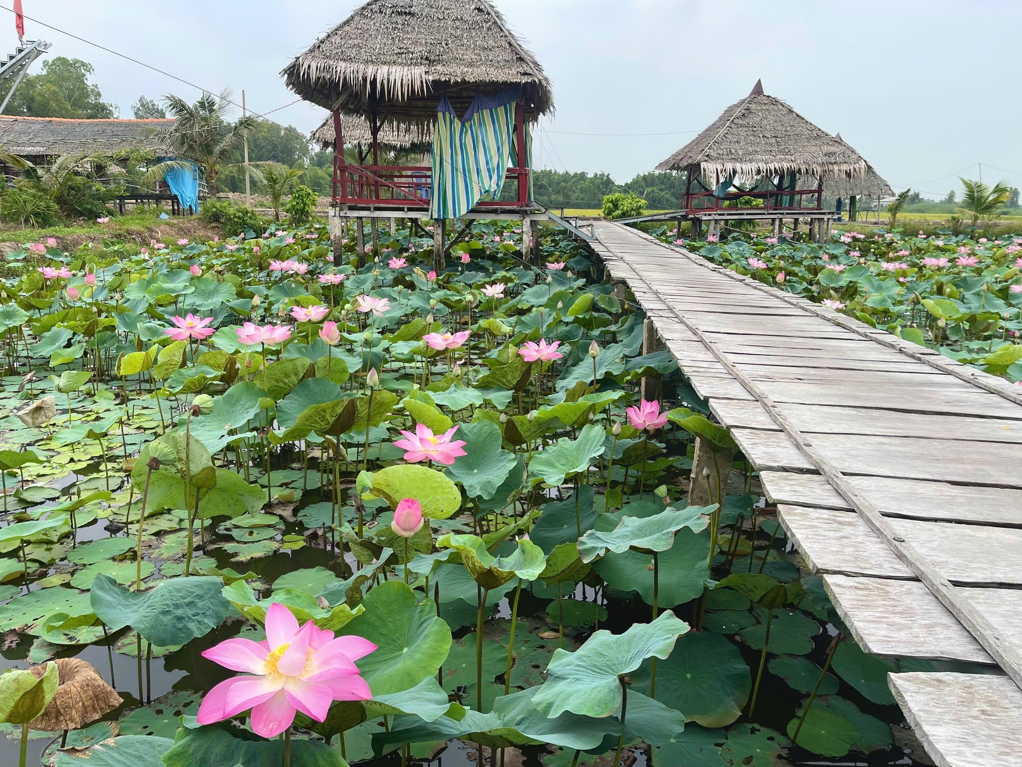 Ch&agrave;ng trai 'thổi hồn' v&agrave;o đồng sen, biến vẻ đẹp qu&ecirc; th&agrave;nh điểm du lịch độc đ&aacute;o - Ảnh 5.