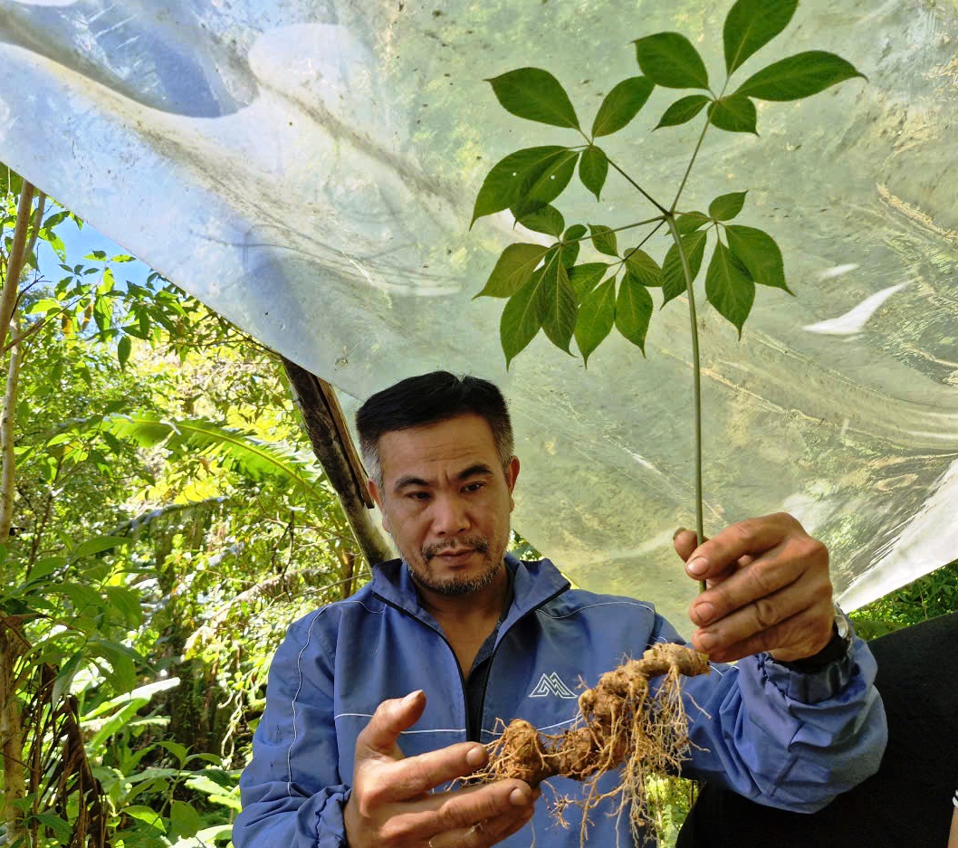 Đà Nẵng kiểm định ADN 'soi' tận gốc sâm Ngọc Linh- Ảnh 2. Đà Nẵng kiểm định ADN 'soi' tận gốc sâm Ngọc Linh- Ảnh 2.